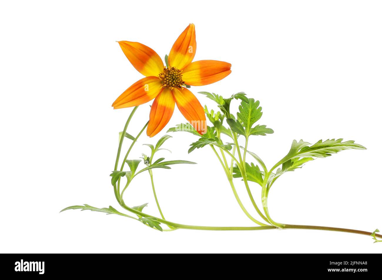 Bidens Blume und Laub isoliert gegen Weiß Stockfoto