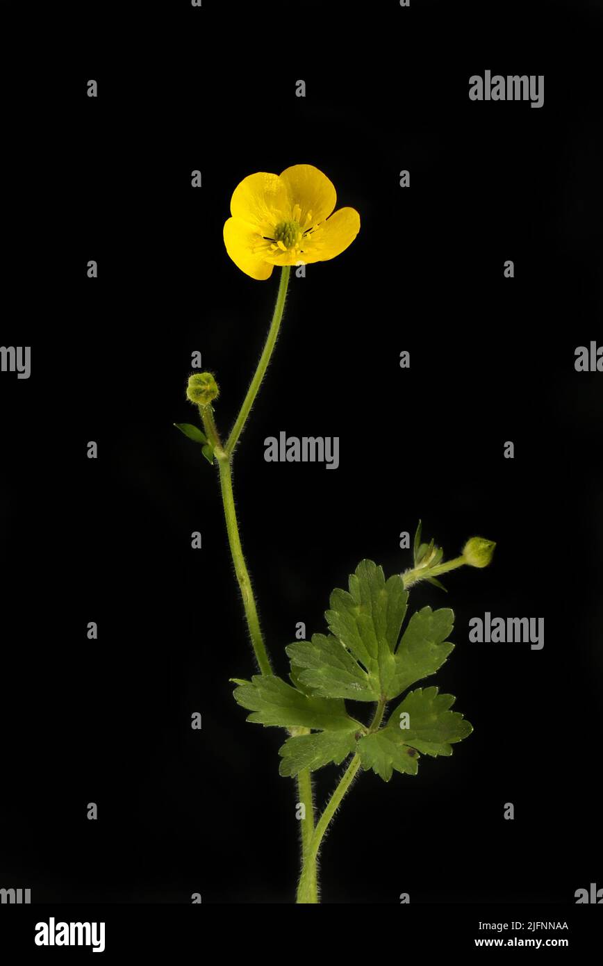 Schmetterlingsblume und Laub isoliert gegen Schwarz Stockfoto