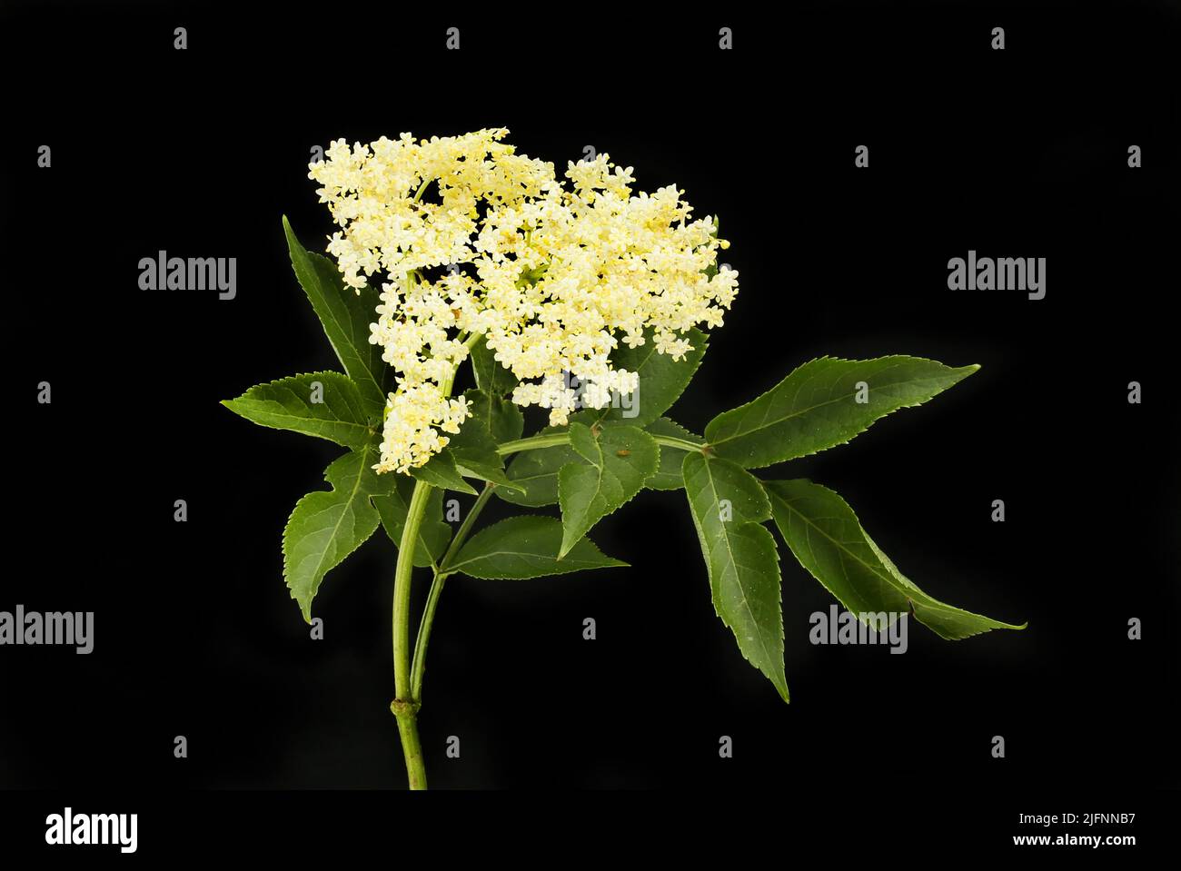 Holunderblüte, Sambucus nigra, Blüte und Laub isoliert gegen Schwarz Stockfoto