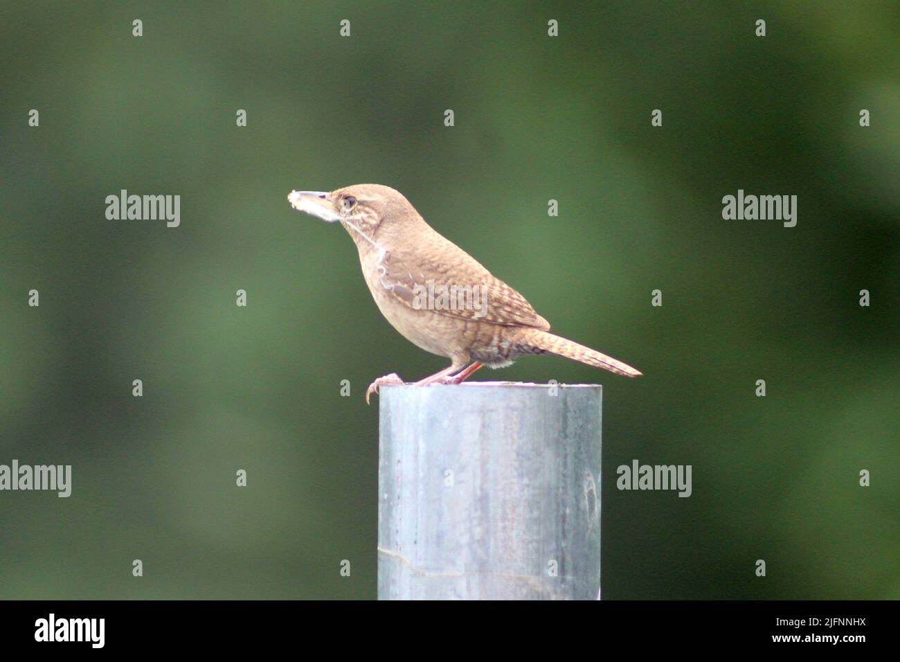 Ein Haus Wren mit etwas in seinem Mund Stockfoto