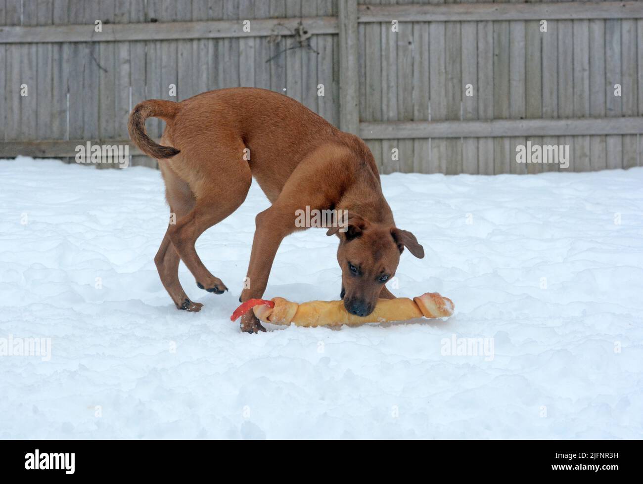 Ein großer Pitbullerwelpe spielt glücklich in einem eingezäunten Hof mit einem sehr großen Knochen. Schnee auf dem Boden. Stockfoto