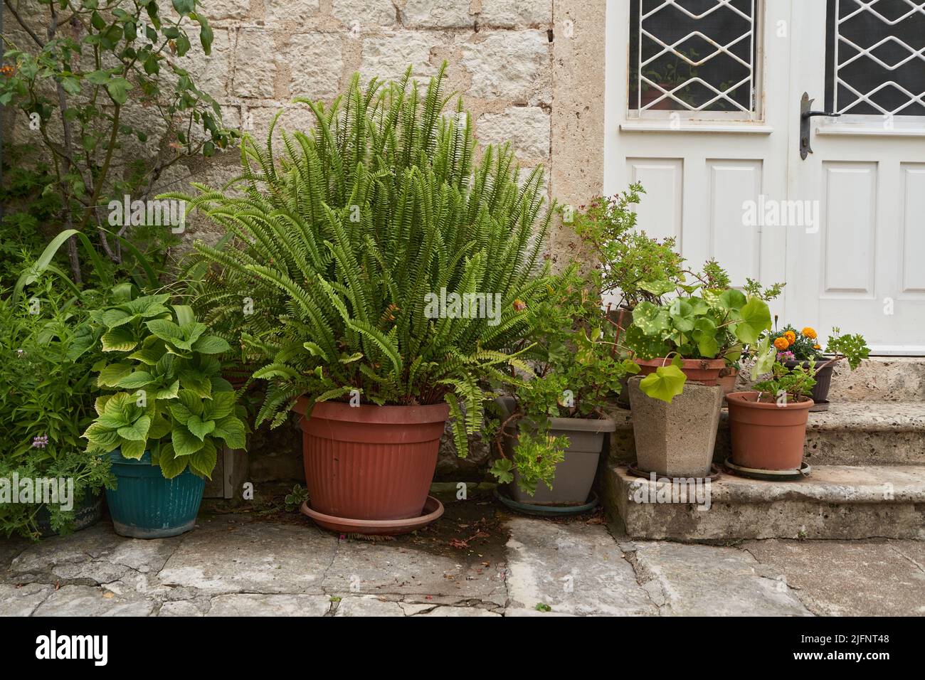 Pflanzen in Töpfen an der Fassade eines alten Hauses. Stockfoto