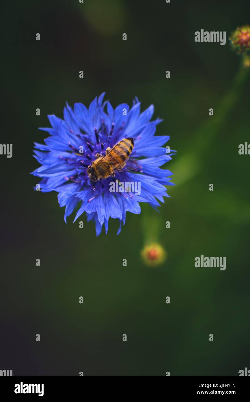 Beschäftigte Biene sammelt Pollen in einer Kornblume. Hochwertige Fotos Stockfoto