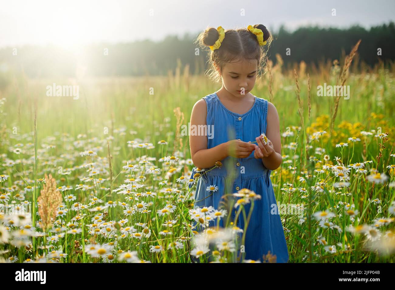 Kleines Mädchen pflückt eine Gänseblümchen auf einem Feld Stockfoto