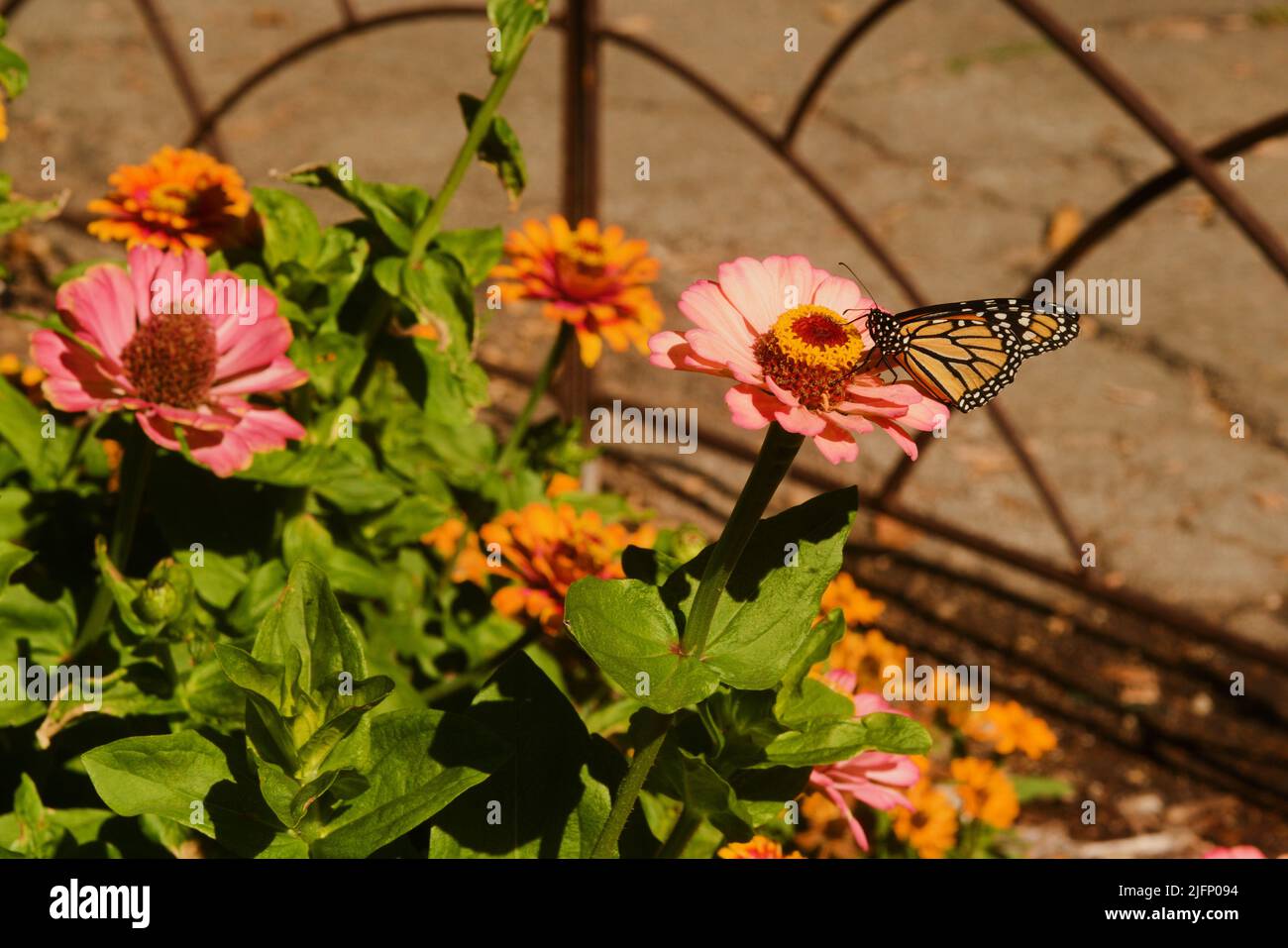 Das farbenfrohe Leben im Garten, Nahaufnahme eines Schmetterlings, der die dekorative Blütenblüte bestäubt. Reiche n Muster, Linien, Form, Form und Farbe Stockfoto