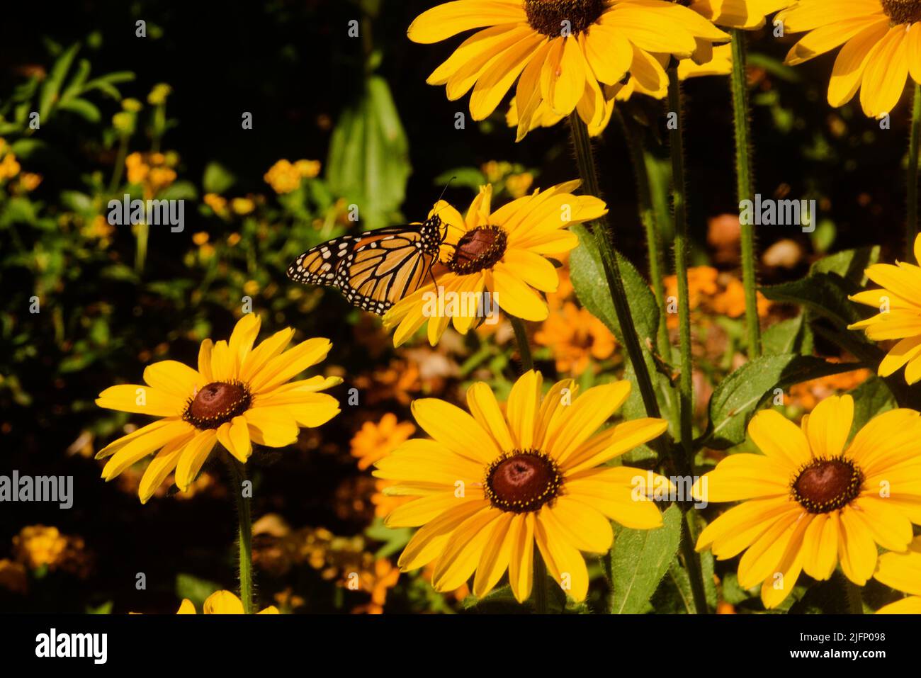 Das farbenfrohe Leben im Garten, Nahaufnahme eines Schmetterlings, der die schwarze Susan-Blüte bestäubt. Reiche n Muster, Linien, Form, Form und Farbe Stockfoto