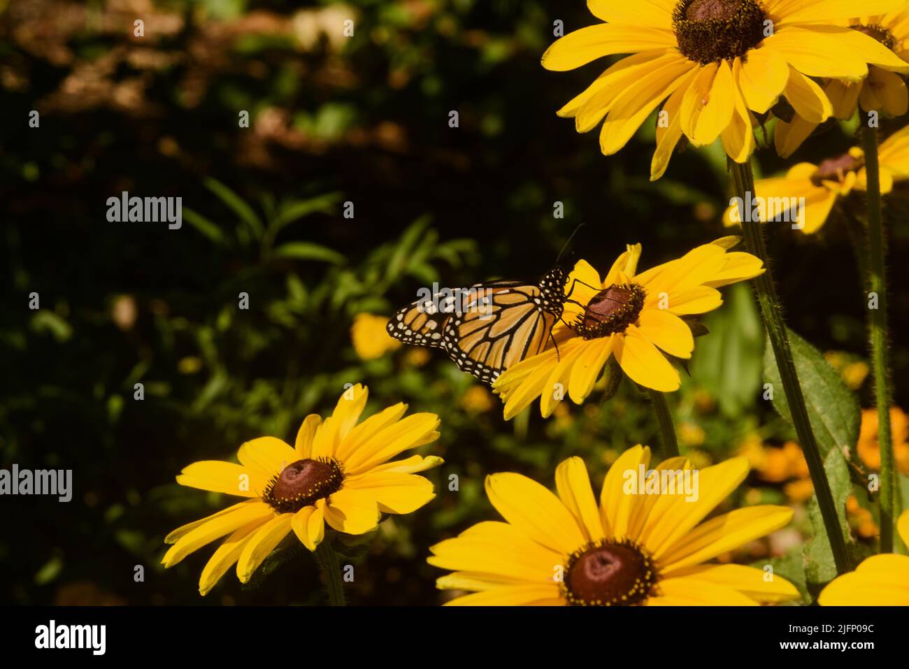 Das farbenfrohe Leben im Garten, Nahaufnahme eines Schmetterlings, der die schwarze Susan-Blüte bestäubt. Reiche n Muster, Linien, Form, Form und Farbe Stockfoto