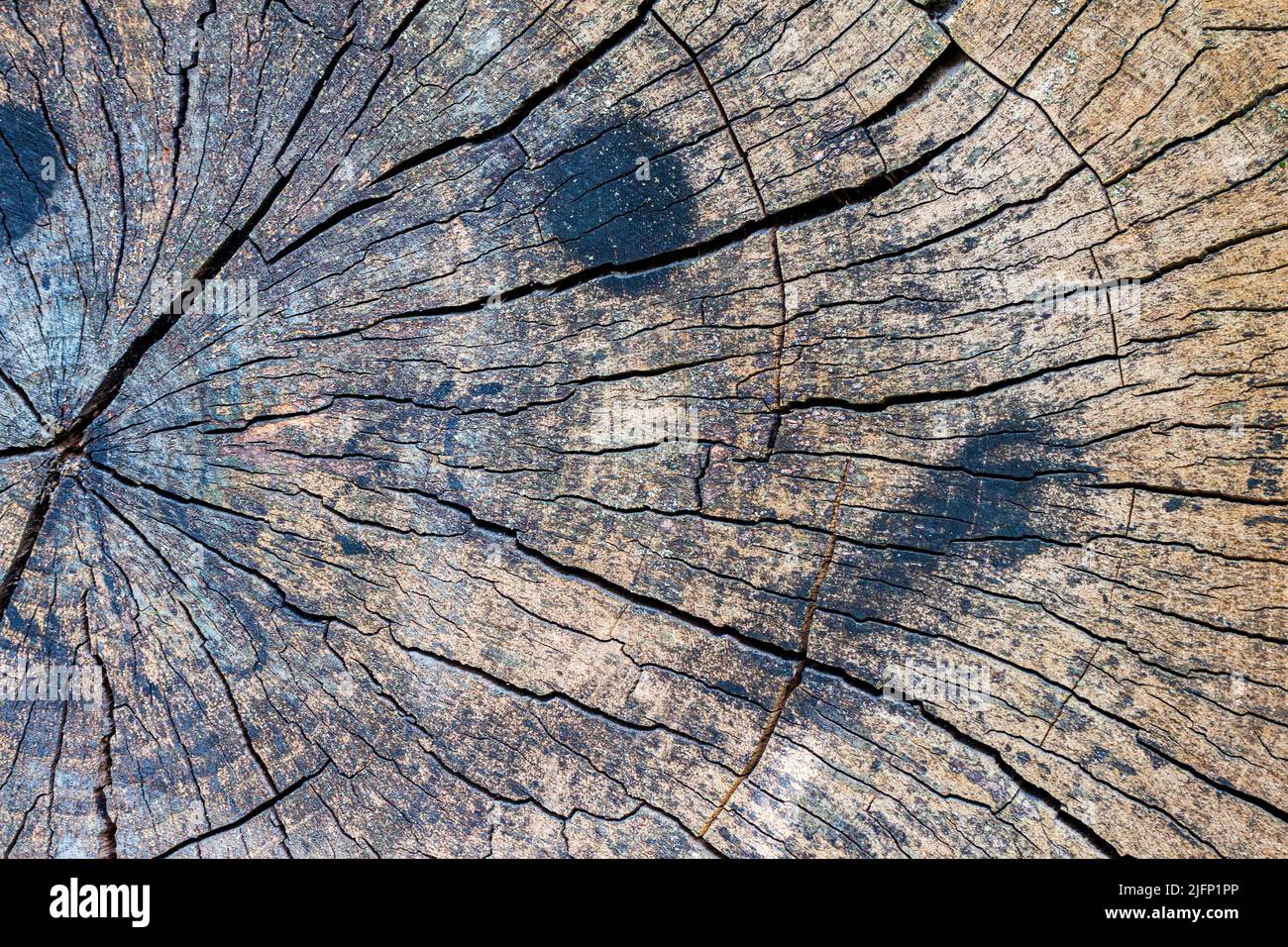 Nahaufnahme eines schmutzigen Baumstumpens. Holzstruktur mit Jahresringen, Rissen. Draufsicht Stockfoto
