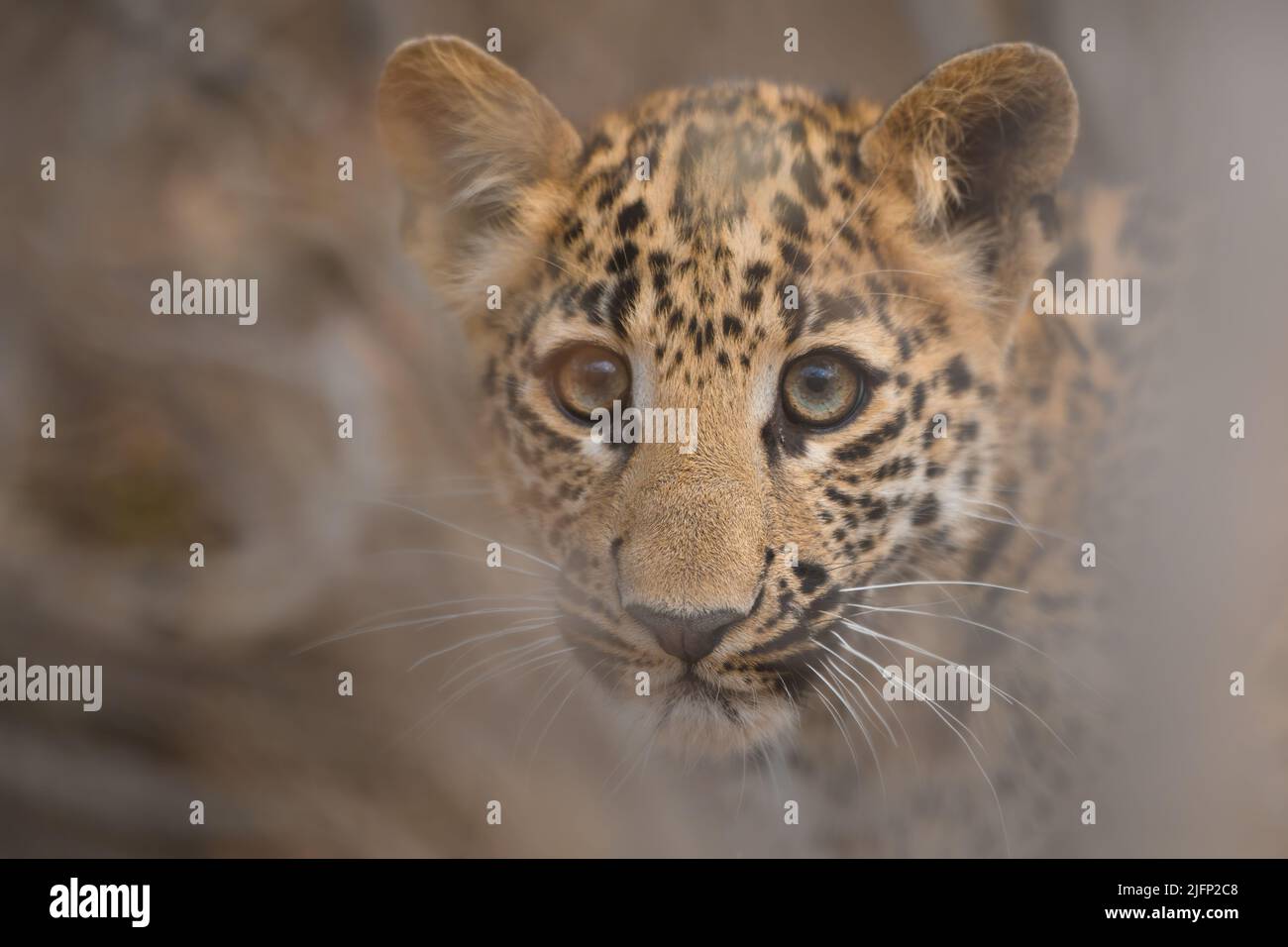 Enge Nahaufnahme Porträt eines 3 Monate alten Leopardenjungen aus Jhalana Leopard Reserve, Jaipur, Rajasthan Stockfoto