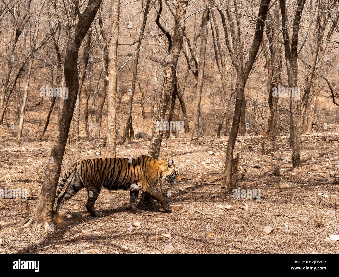 Tigeress an einem Sommernachmittag durch den trockenen Laubwald von Ranthambhore Stockfoto