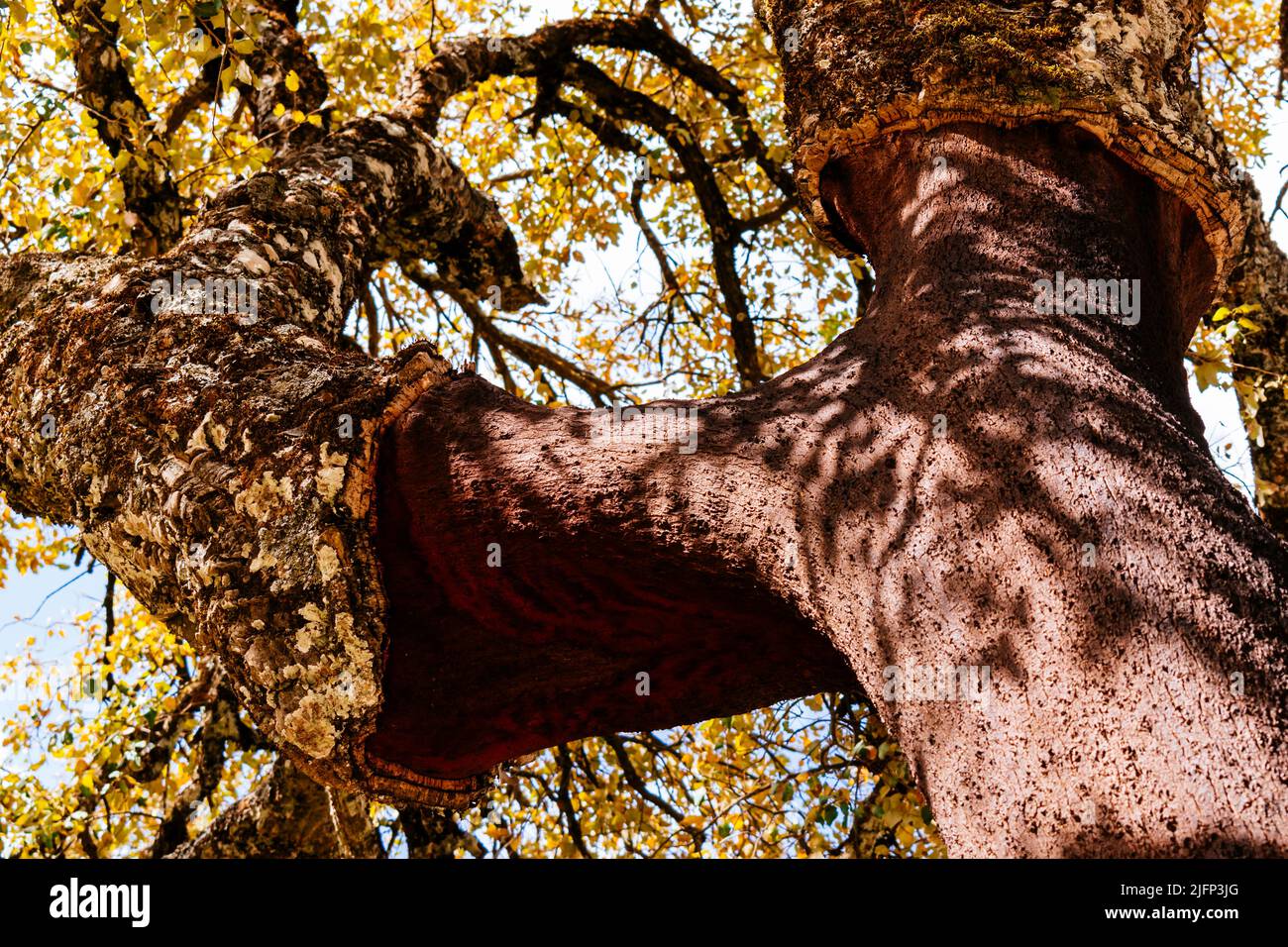 Quercus suber, auch Korkeiche genannt, ist eine mittelgroße, immergrüne Eiche im Abschnitt Quercus sect. Cerris. Sierra de las Nieves, Málaga, Stockfoto