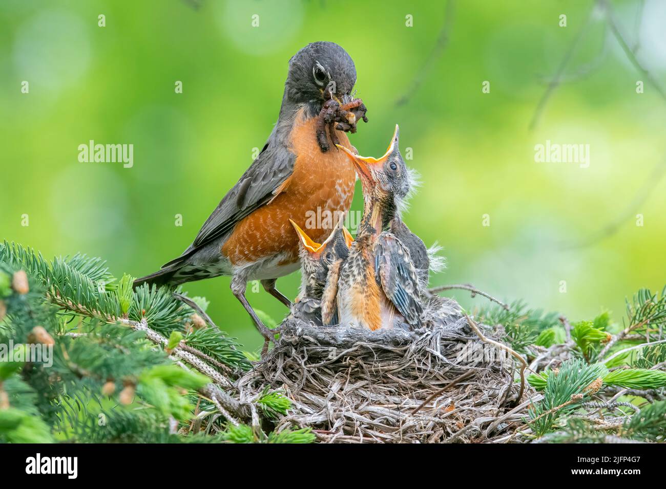American Robin füttert Küken im Nest, Spring, Nordamerika, von Dominique Braud/Dembinsky Photo Assoc Stockfoto