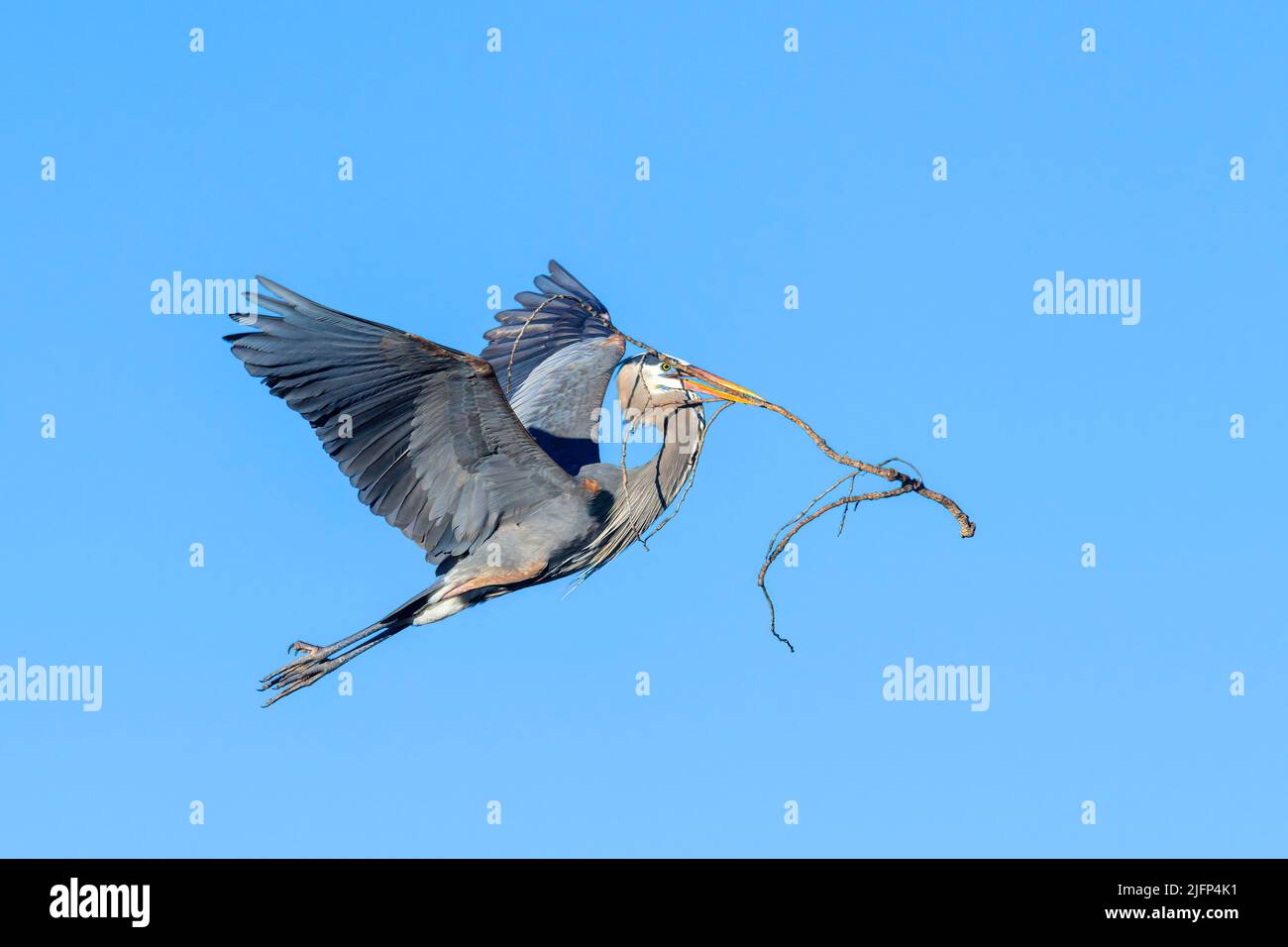 Blaureiher, fliegend, Nistmaterial zum Nest tragend, E Nordamerika, von Dominique Braud/Dembinsky Photo Assoc Stockfoto Blaureiher, fliegend, Nistmaterial zum Nest tragend, E Nordamerika, von Dominique Braud/Dembinsky Photo Assoc Stockfoto
