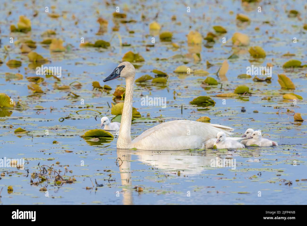 Trompeter-Schwan (Cygnus buccinator) mit Cygnets, Frühsommer, Ost-Nordamerika, von Dominique Braud/Dembinsky Photo Assoc Stockfoto Trompeter-Schwan (Cygnus buccinator) mit Cygnets, Frühsommer, Ost-Nordamerika, von Dominique Braud/Dembinsky Photo Assoc Stockfoto