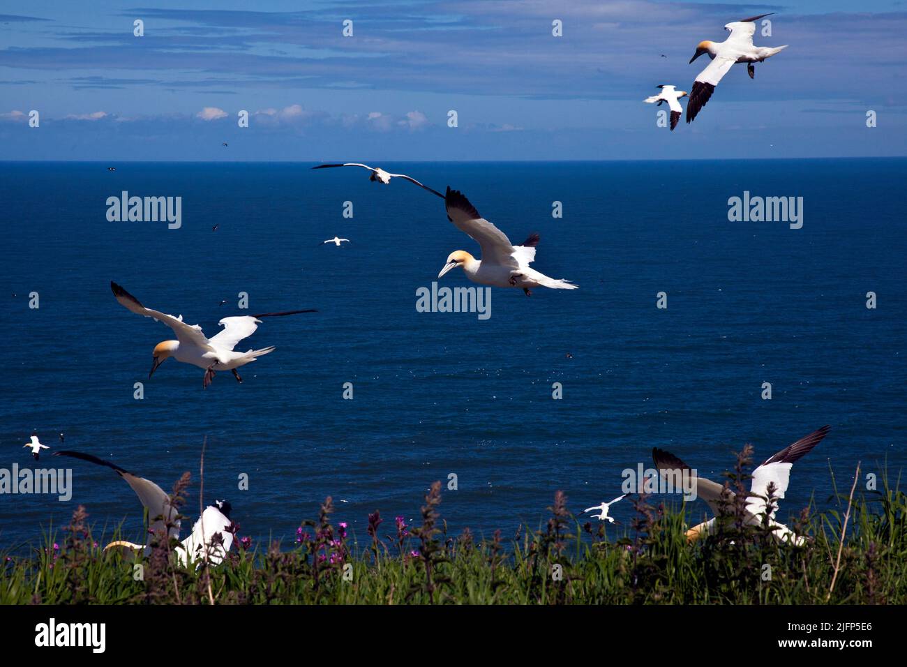 Tölpel im Flug bei Bempton Cliffs, Yorkshire, Großbritannien Stockfoto