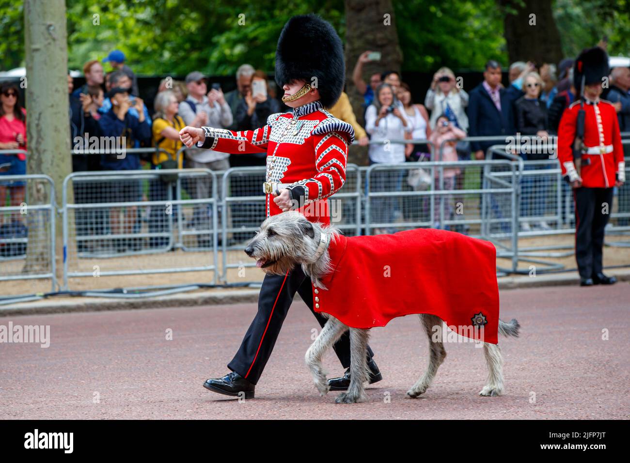 Seamus Irish Wolfhound mit dem Guardsman Adam Walsh bei Trooping the Color, Colonel’s Review in the Mall, London, England, Großbritannien am Samstag, Ma Stockfoto
