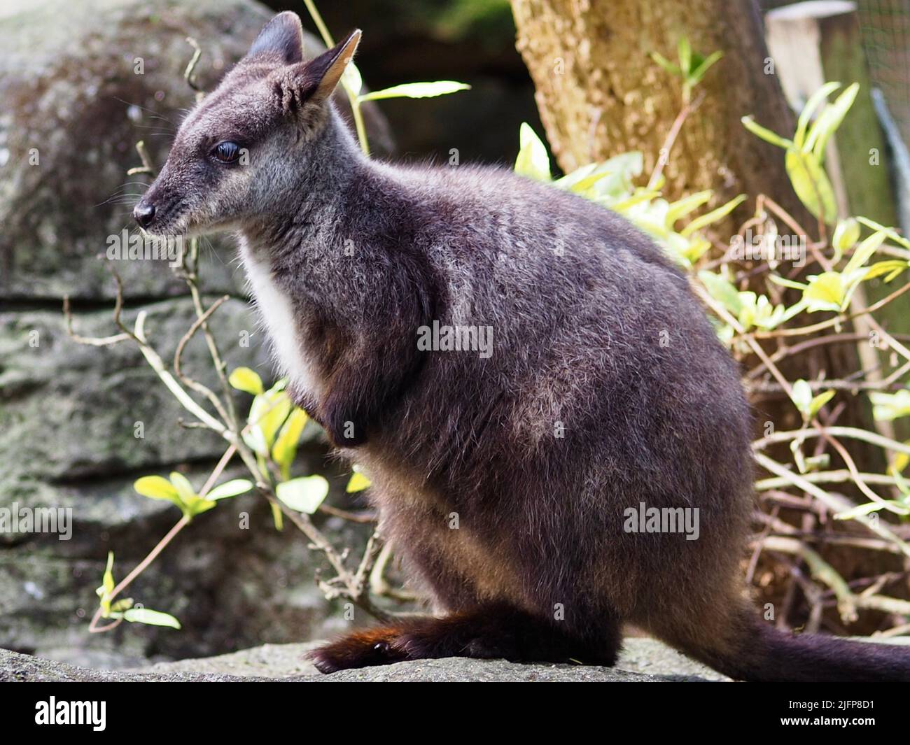 Entzückendes bezauberndes Rock-Wallaby-Gestus, das sich in der Sonne sonnt. Stockfoto