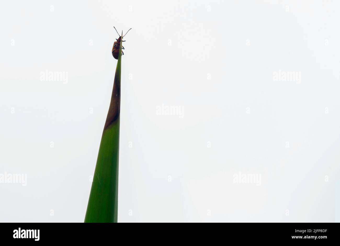 Ein Käfer auf einer Pflanze in einem Garten in Sydney, NSW, Australien (Foto: Tara Chand Malhotra) Stockfoto