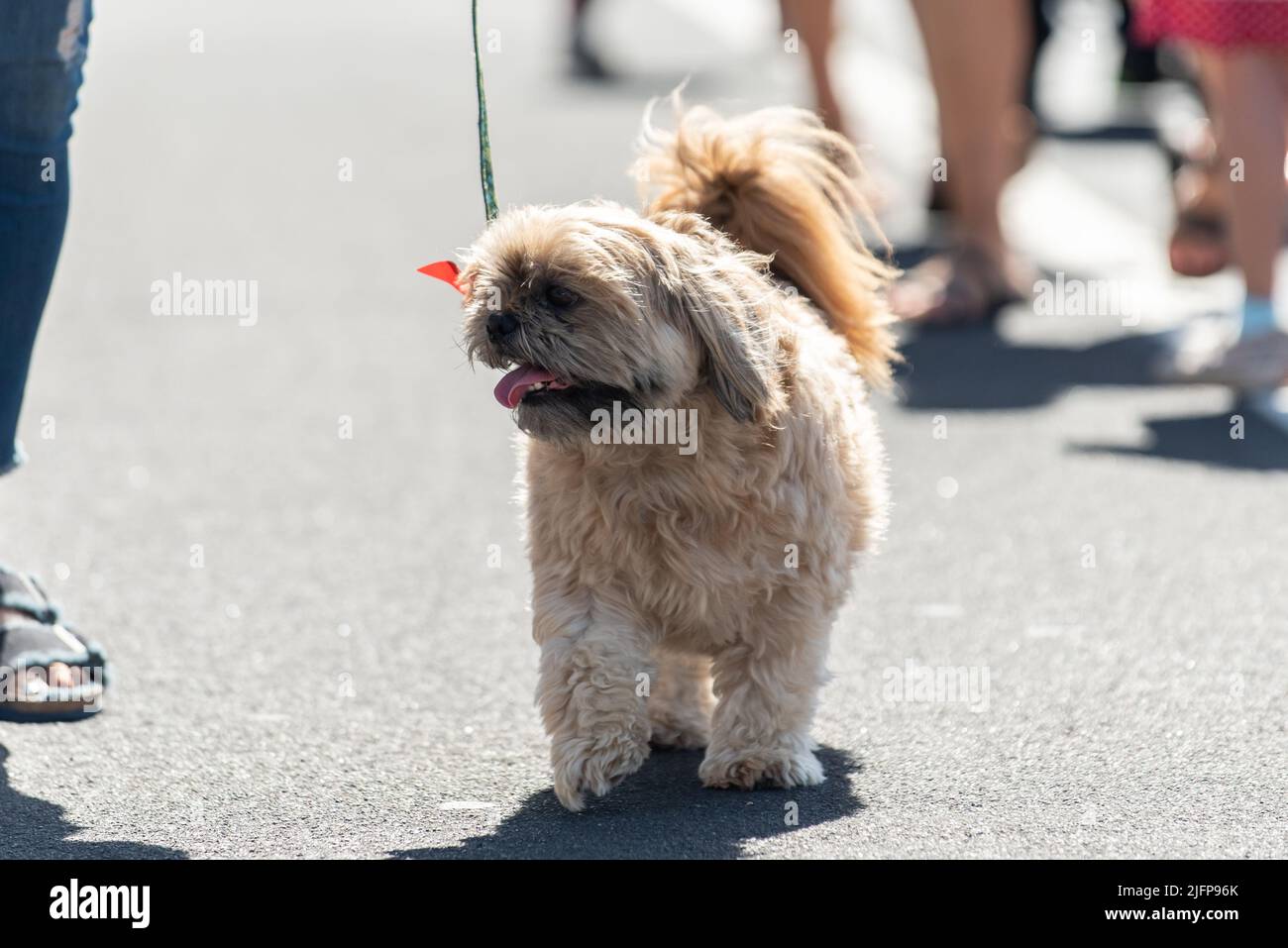 Die Holiday Parade in einer kleinen Stadt ist der perfekte Ort, um mit dem Shih Tzu-Hund mitten auf der Straße spazieren zu gehen. Stockfoto