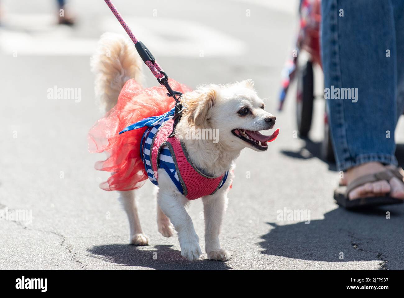 Am 4. Juli ist die Feiertagsparade in einer kleinen Stadt der perfekte Ort, um den Mischling Chihauhau, lhapa apso Hund in der Mitte der Straße zu spazieren. Stockfoto