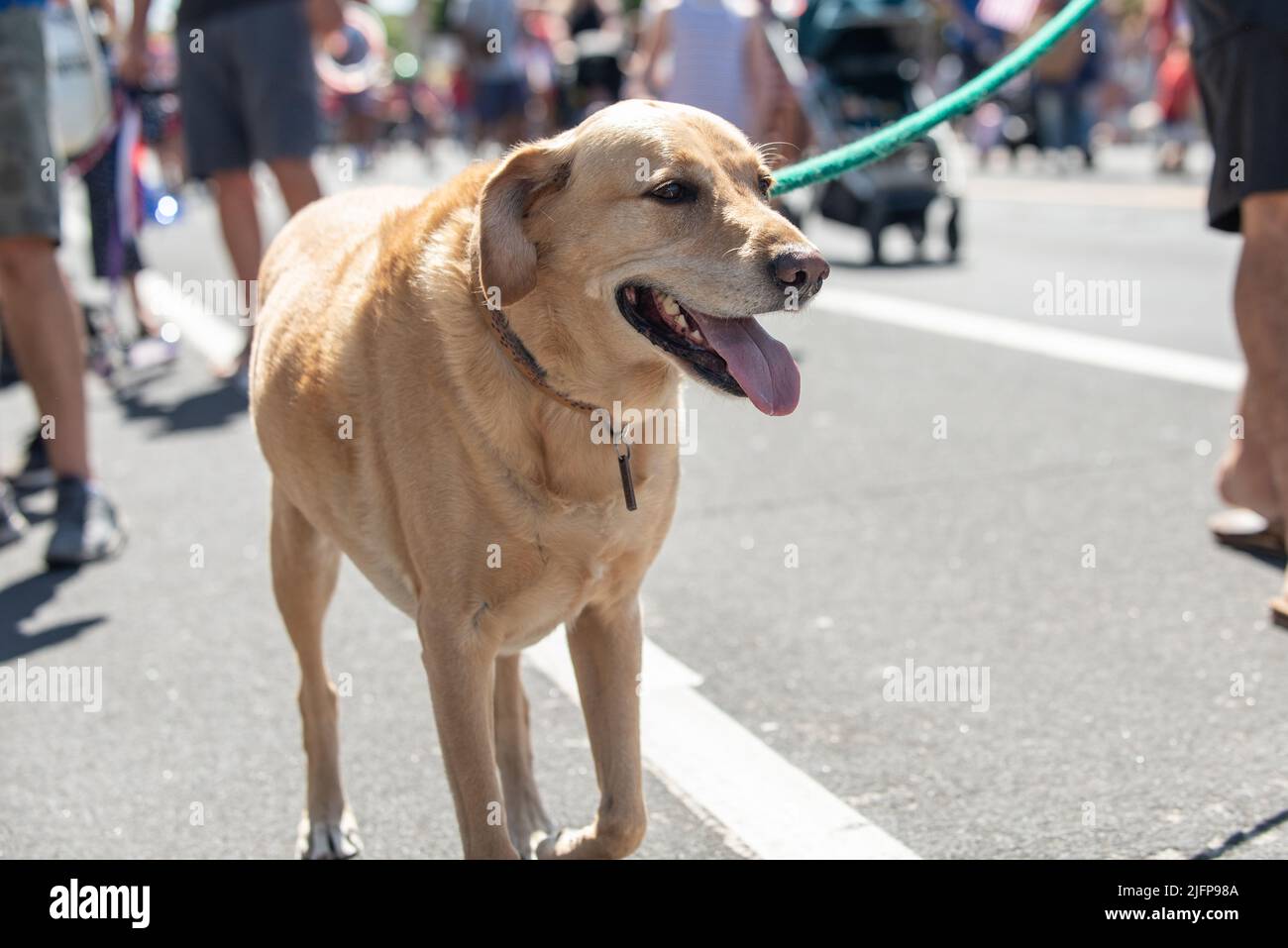 Die Holiday Parade in einer kleinen Stadt ist der perfekte Ort, um mit dem labrador-Mischlingshund mitten auf der Straße spazieren zu gehen. Stockfoto