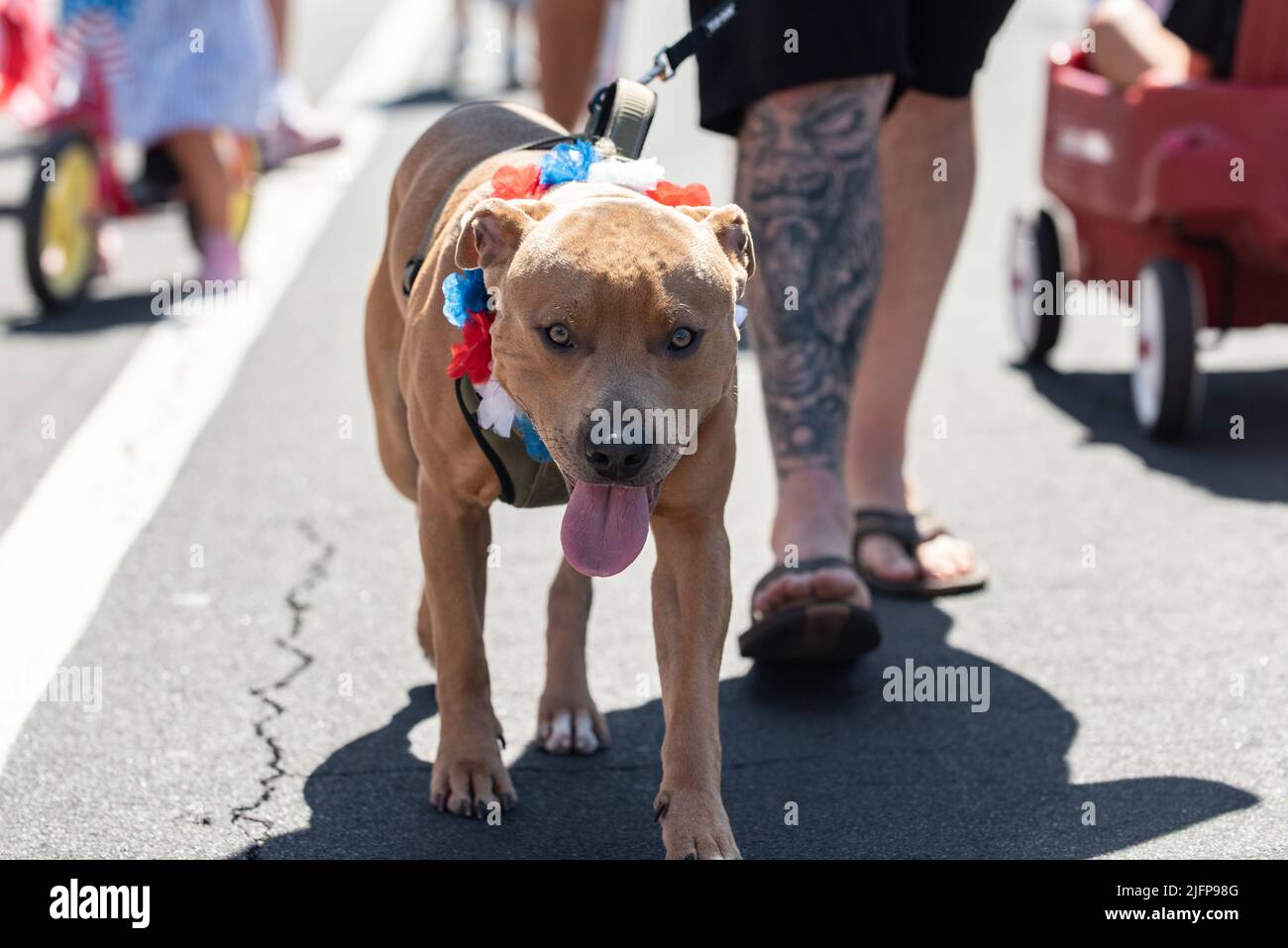 Die Holiday Parade in einer kleinen Stadt ist der perfekte Ort, um mit dem Pit Bull Dog mitten auf der Straße spazieren zu gehen. Stockfoto