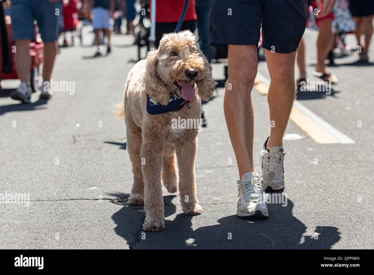 Die Holiday Parade in einer kleinen Stadt ist der perfekte Ort, um mit dem Labradoodle-Hund mitten auf der Straße spazieren zu gehen. Stockfoto