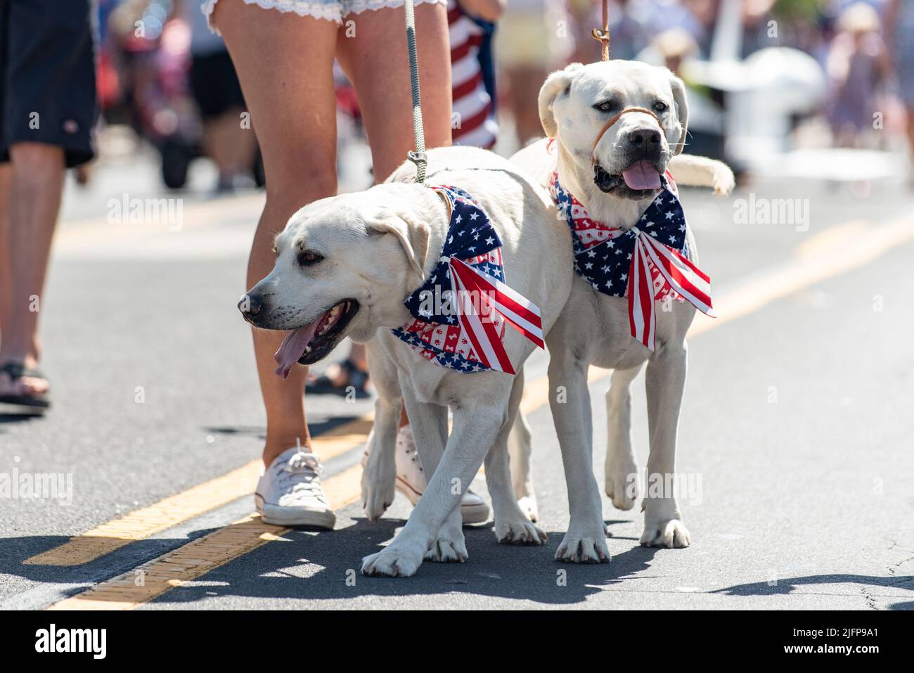 Die Feiertagsparade in einer kleinen Stadt ist der perfekte Ort, um mitten auf der Straße mit den Golden Labrador Zwillingshunden spazieren zu gehen. Stockfoto