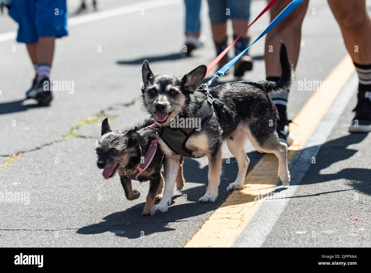 Die Holiday Parade in einer kleinen Stadt ist der perfekte Ort, um die großen und kleinen Terrier-Hunde mitten auf der Straße zu laufen. Stockfoto