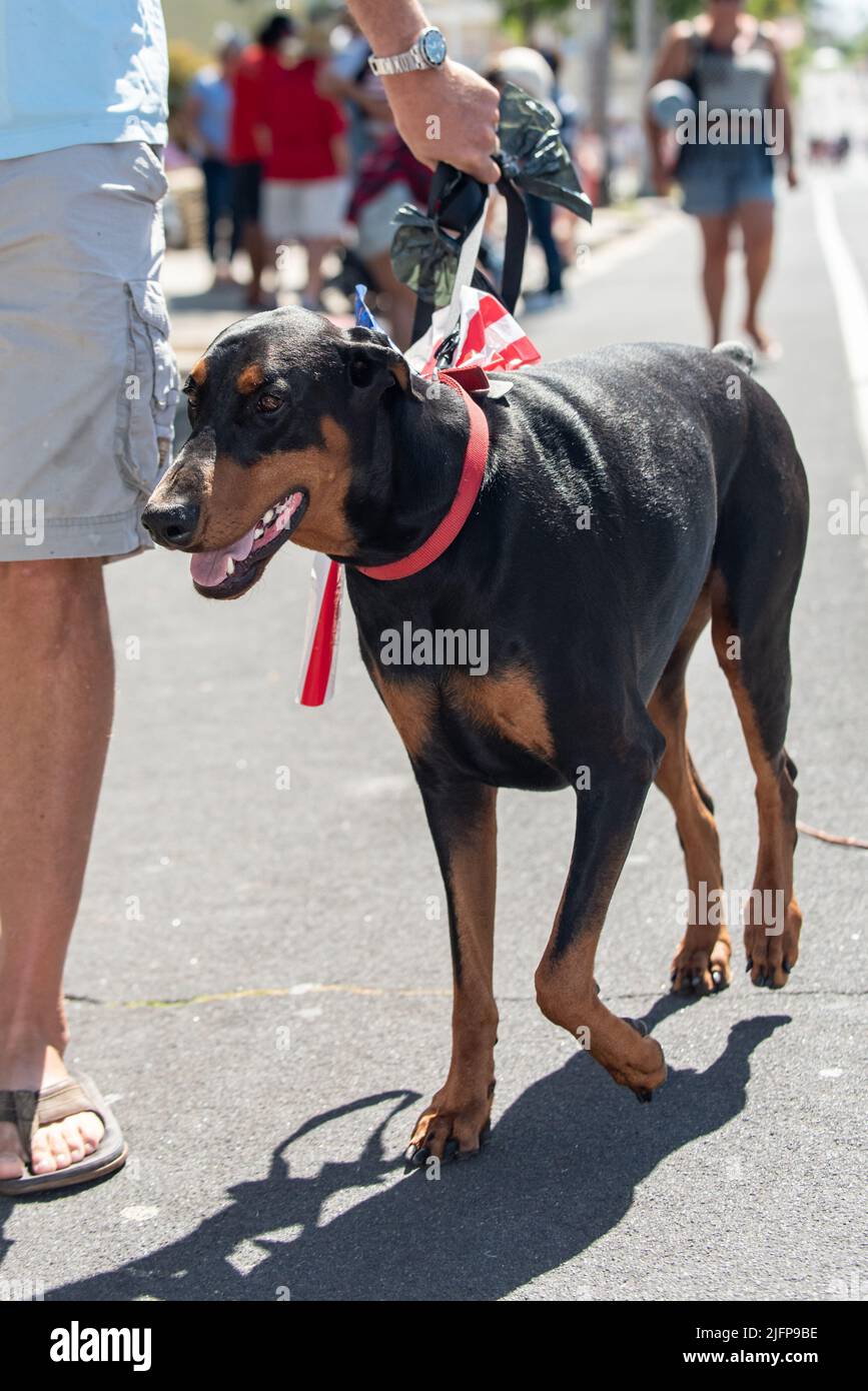 Die Ferienparade in der Kleinstadt ist der perfekte Ort, um mit dem Dobermann-Hund mitten auf der Straße spazieren zu gehen. Stockfoto