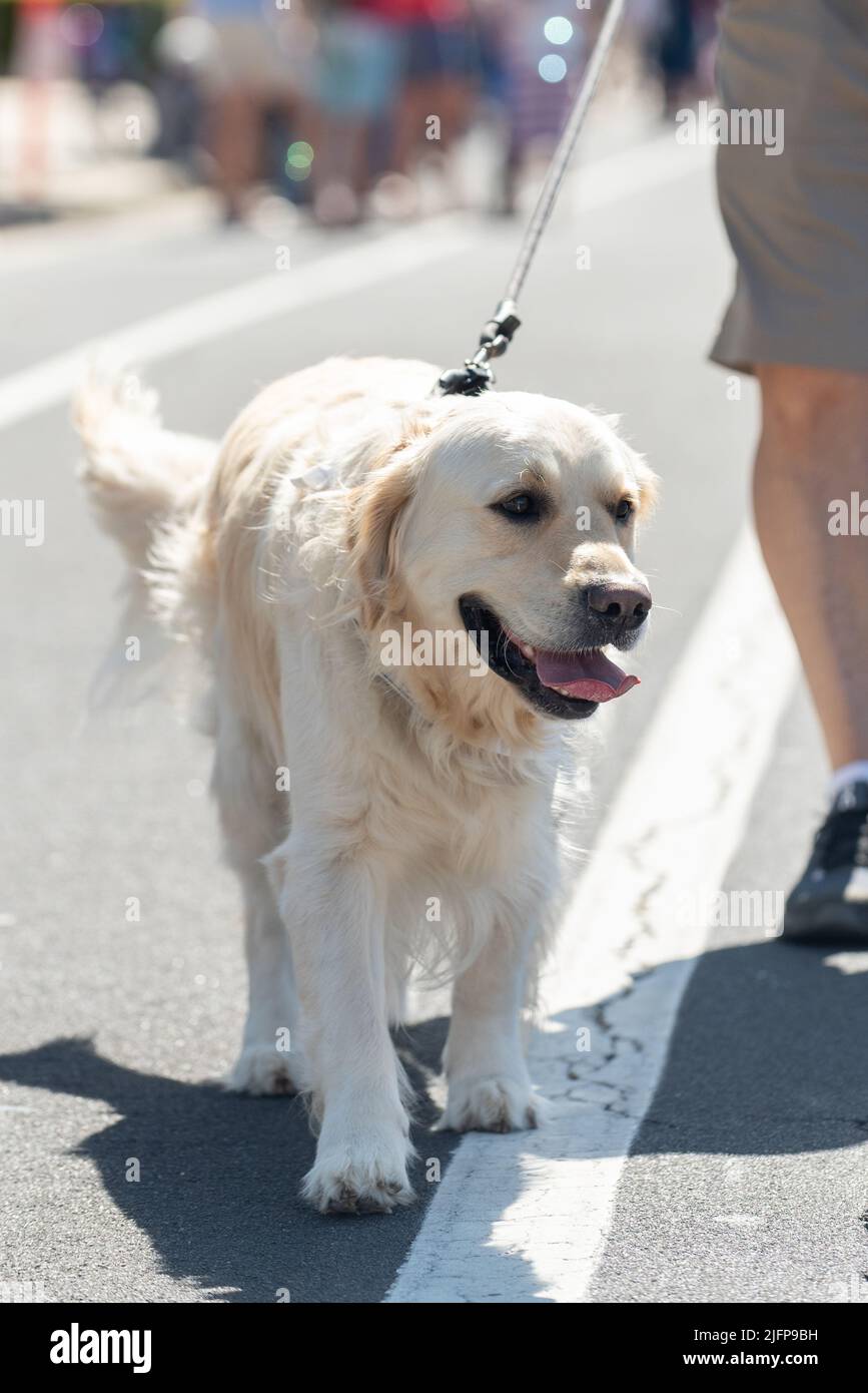 Die Holiday Parade in einer kleinen Stadt ist der perfekte Ort, um mit dem Golden Retriever Hund mitten auf der Straße spazieren zu gehen. Stockfoto