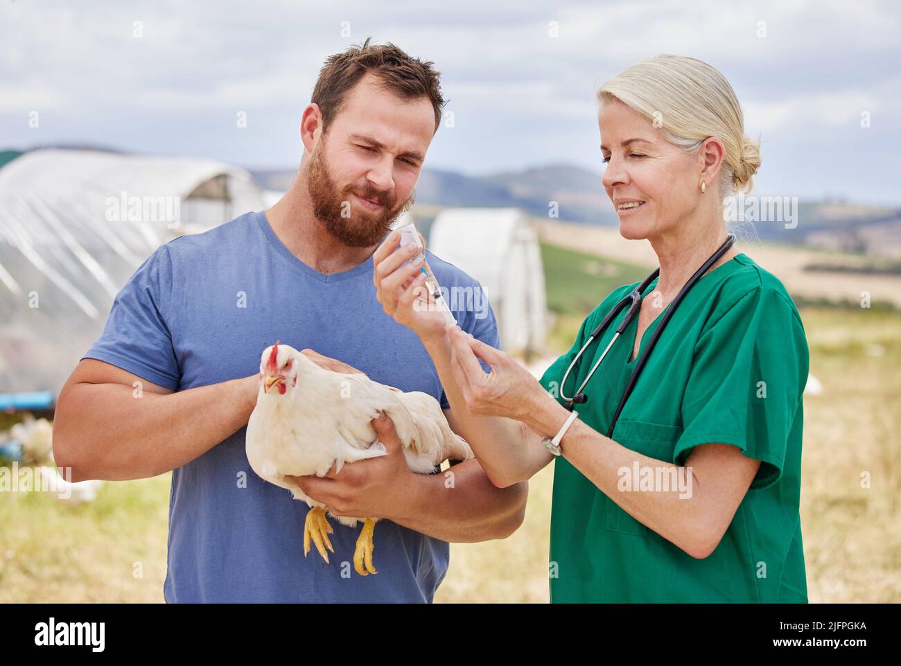 Dies sollte die Symptome sofort beheben. Aufnahme eines Tierarztes, der auf einer Geflügelfarm einem Huhn eine Injektion verabreicht. Stockfoto