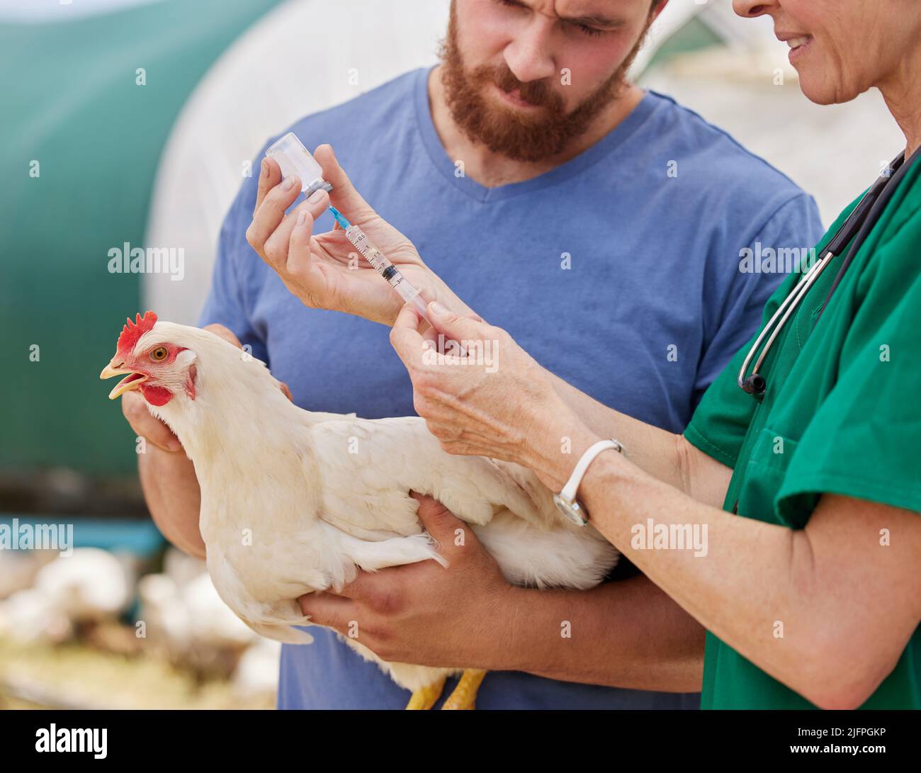 Impfungen können verwendet werden, um viele Krankheiten zu verhindern. Nahaufnahme eines Tierarztes, der einem Huhn auf einer Geflügelfarm eine Injektion verabreicht. Stockfoto