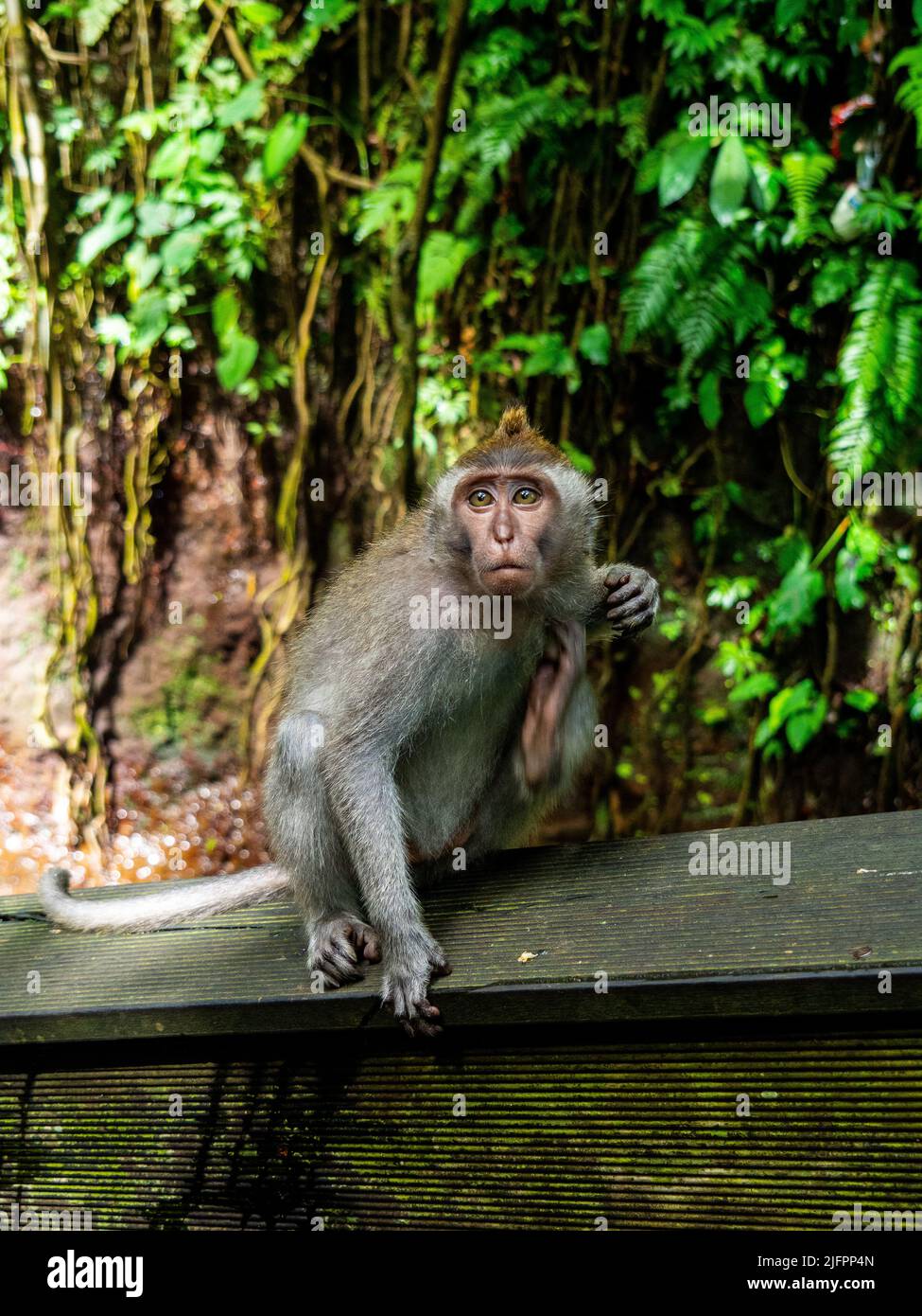 Sacred Monkey Forest, Ubud, Bali, Indonesien, Asien Stockfoto