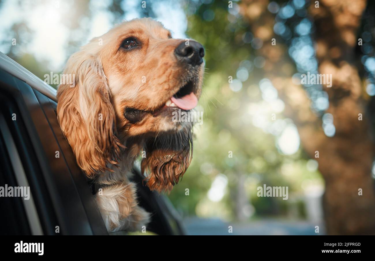 HES geht auf Roadtrip. Ausgeschnittene Aufnahme eines entzückenden kleinen Cocker Spaniel Welpen, der seinen Kopf aus einem Autofenster streckte. Stockfoto