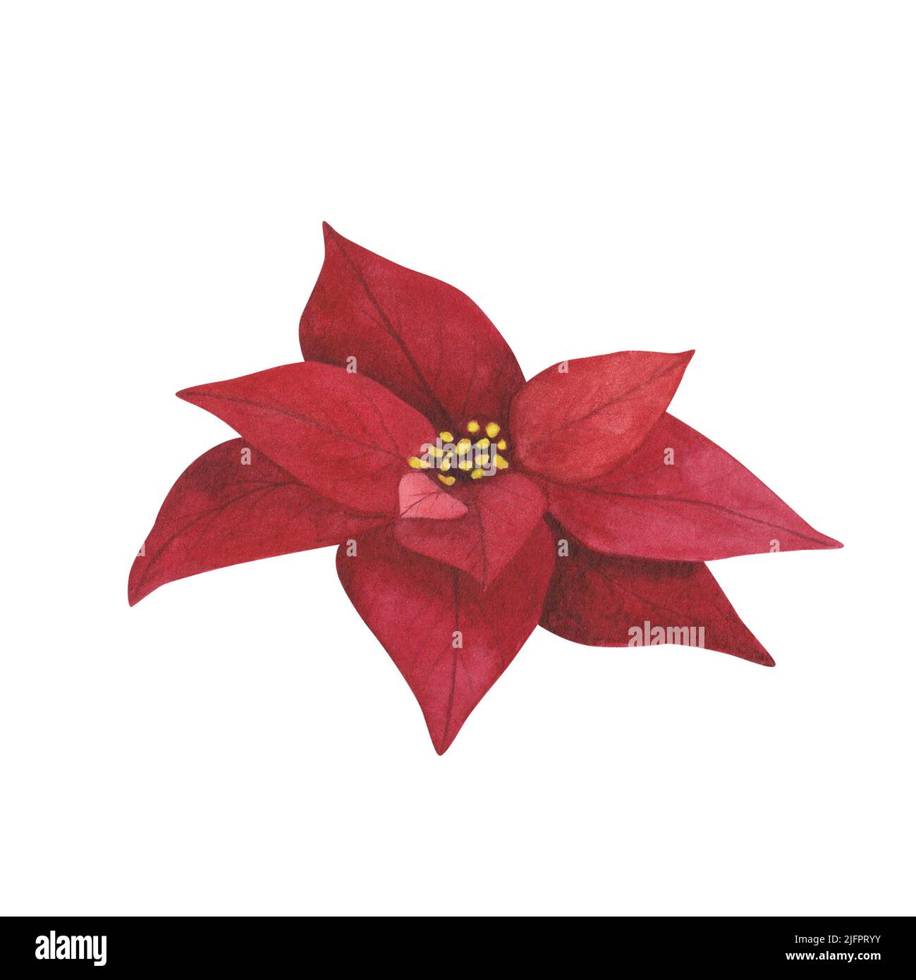Weihnachtspflanze rote Weihnachtsstern isoliert auf weiem Hintergrund.  Aquarell botanische handgezeichnete Weihnachten Illustration. Kunst fr  Design Dekoration, Begrung ca Stockfotografie - Alamy