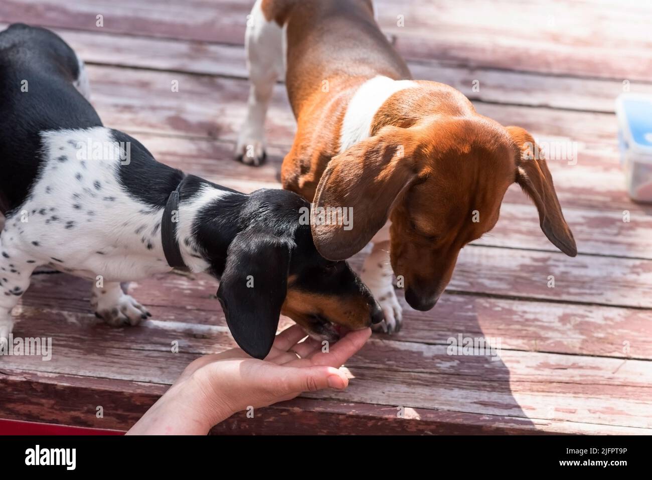 Zwei niedliche gepunktete Zwergdachshunde schnüffeln einer Person in die Hand. Hochwertige Fotos Stockfoto