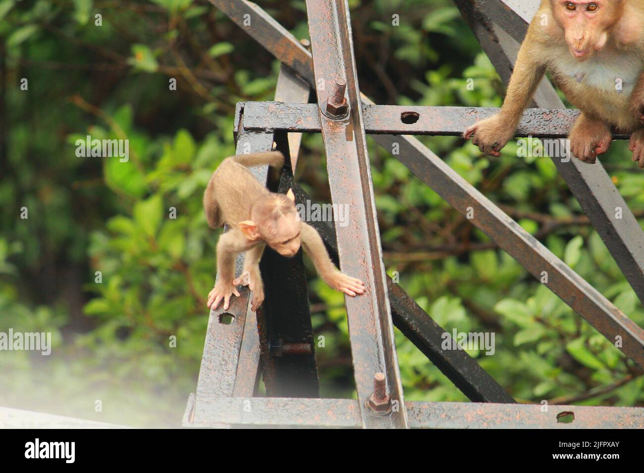 Baby Affen spielen, Mutter, Gruppe von Affen Stockfoto