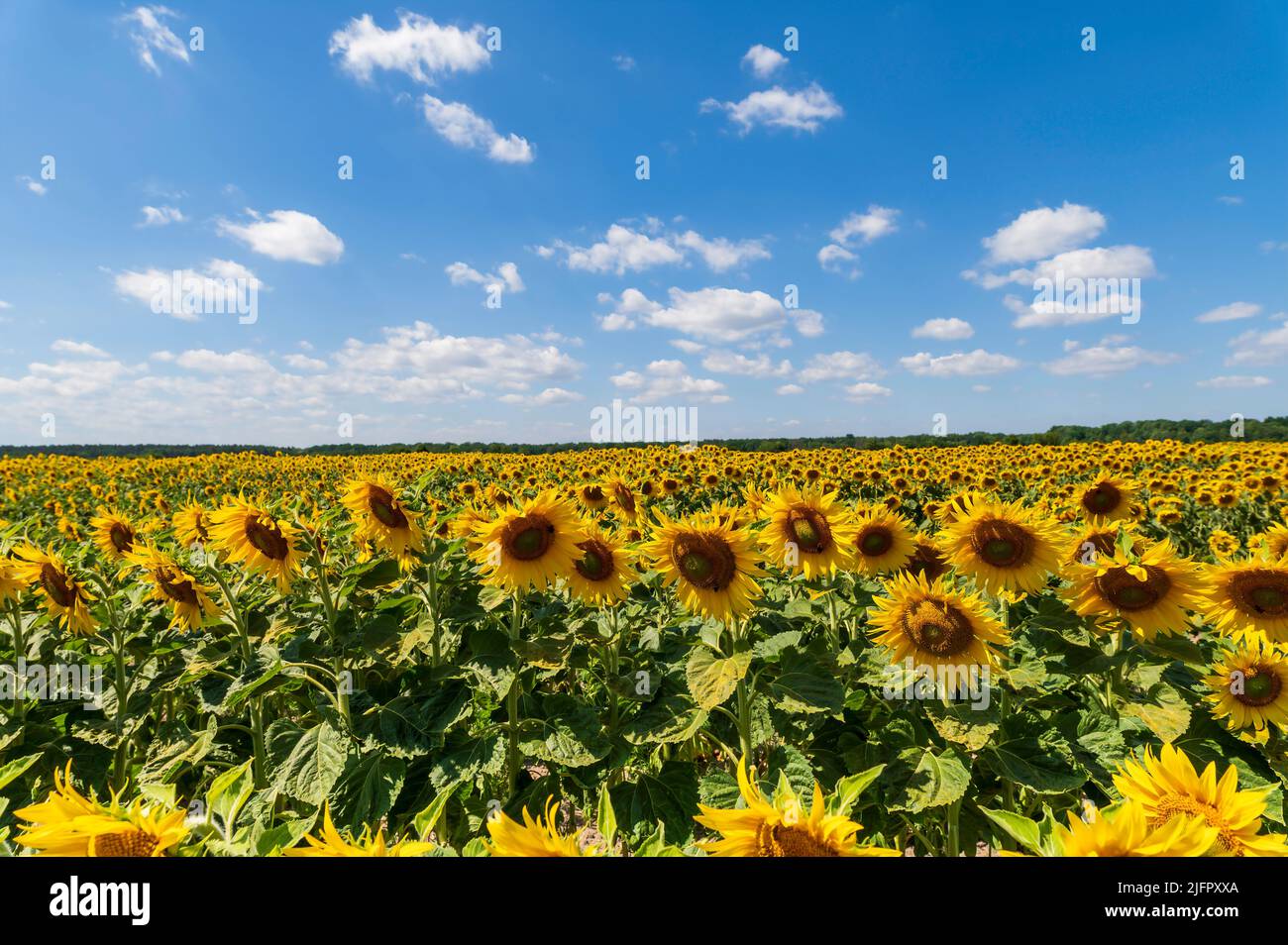 Ein Sonnenblumenfeld bei schönstem Wetter Stockfoto