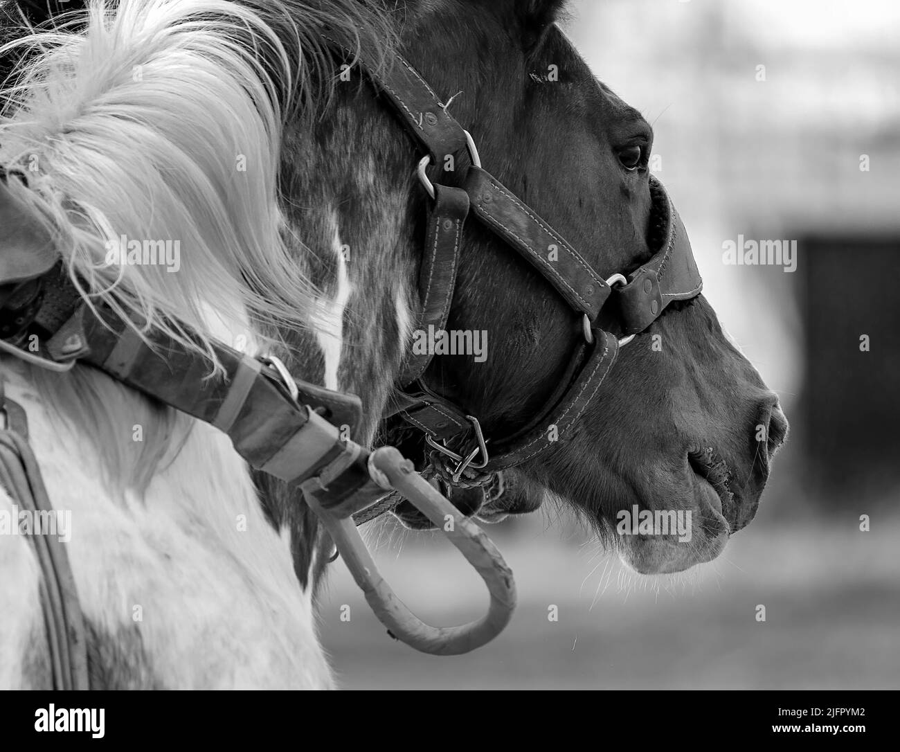 Nahaufnahme eines Pferdes, das bei einem Country-Rodeo im Barrel-Rennen antritt. Schönes Tier. Australien Stockfoto