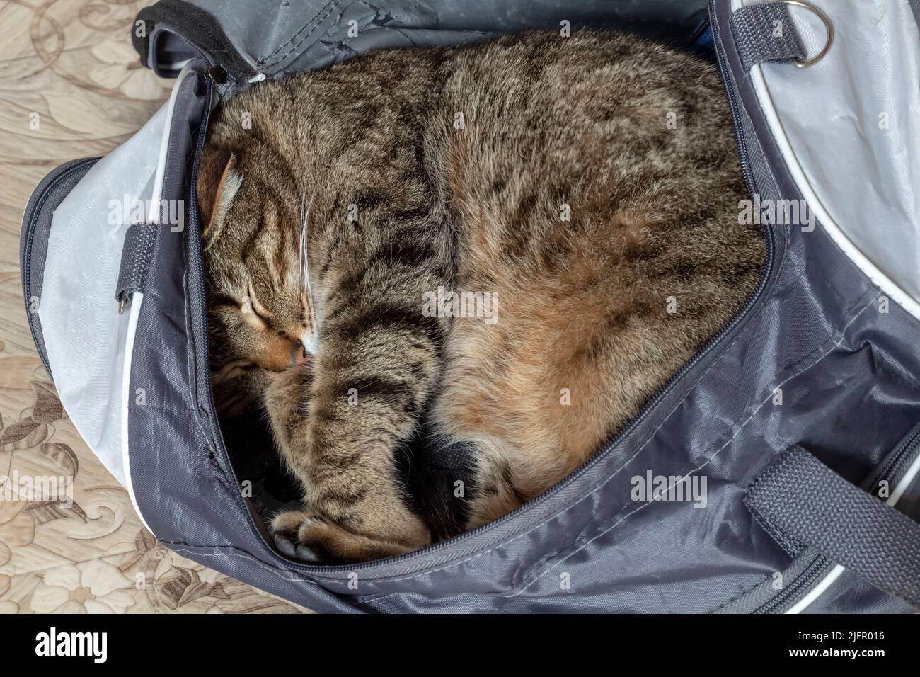 Die Katze kletterte in eine Sporttasche und schläft dort. Stockfoto