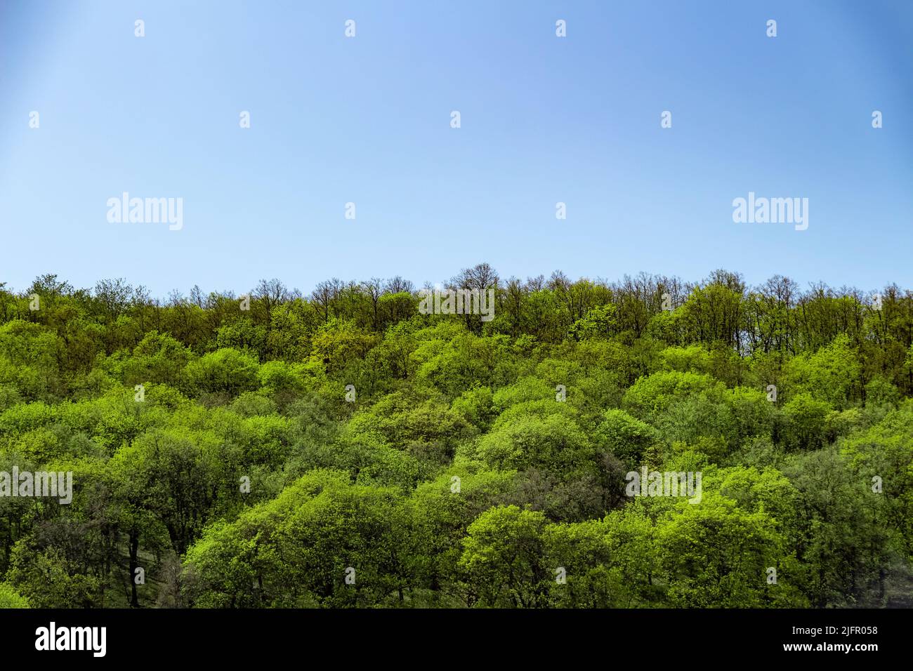 Die Bäume waren im Sommer mit grünen Blättern bedeckt. Stockfoto
