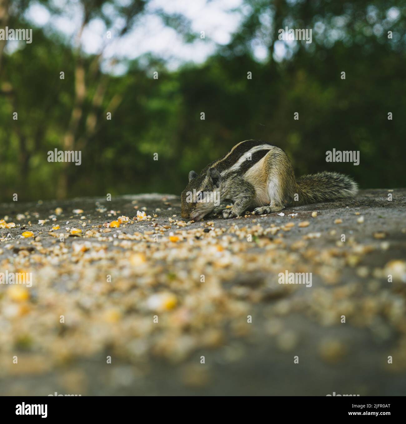 Eichhörnchen Stockfoto