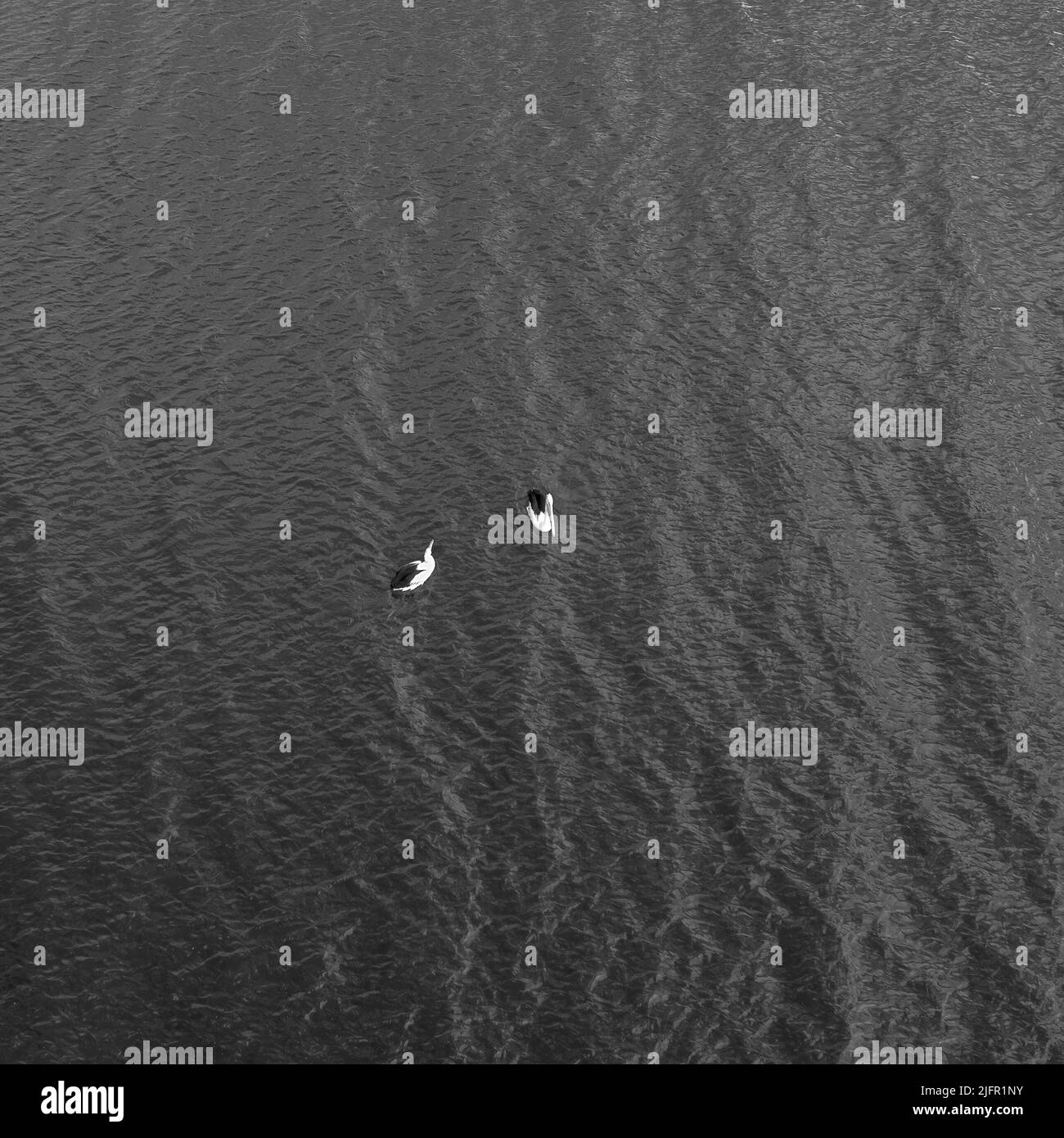 Zwei Pelikane schwimmen friedlich auf dem Wasser am Eungella Dam, Queensland, Australien. Stockfoto