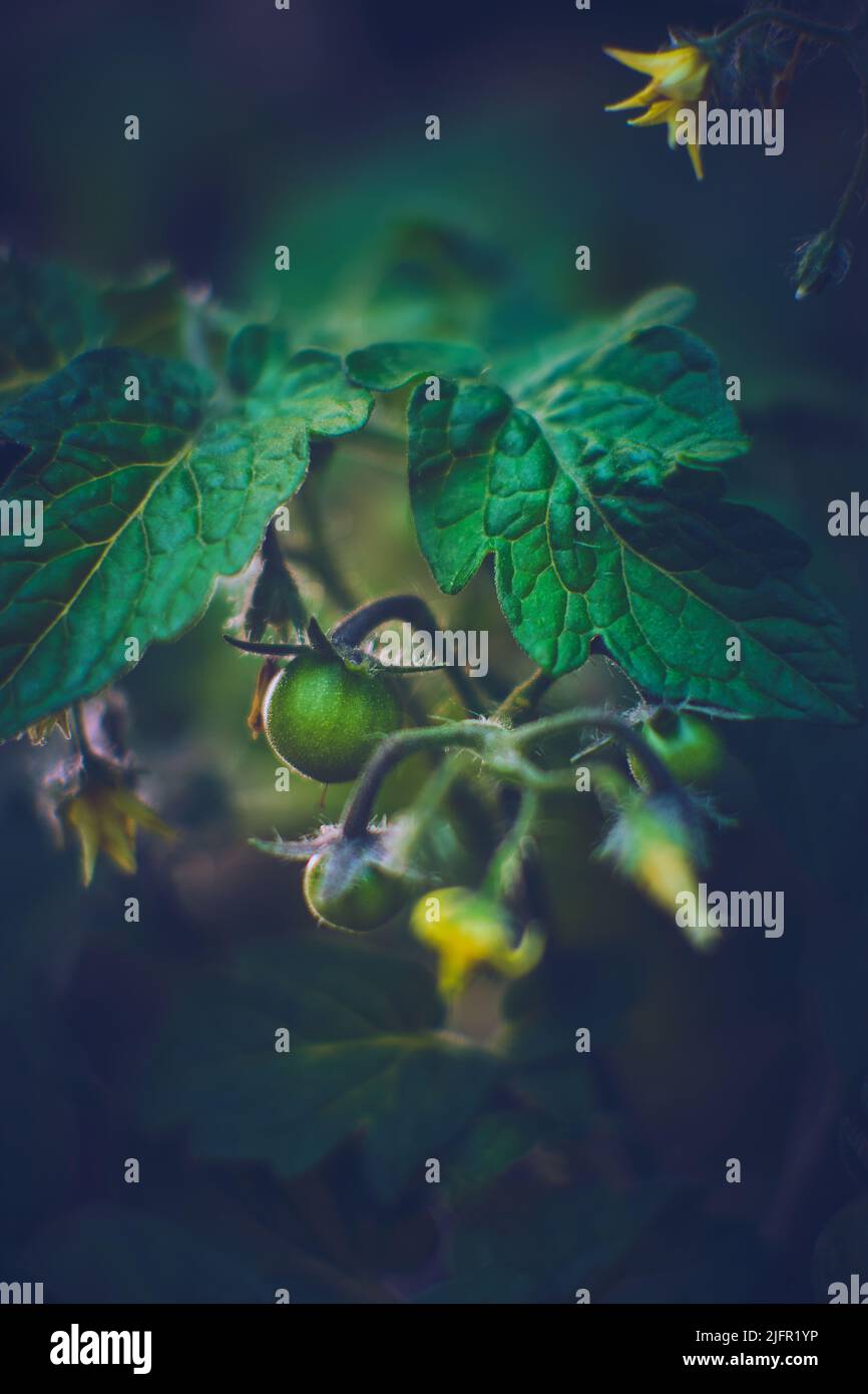 Kleine grüne Tomaten wachsen im Garten. Hochwertige Fotos Stockfoto