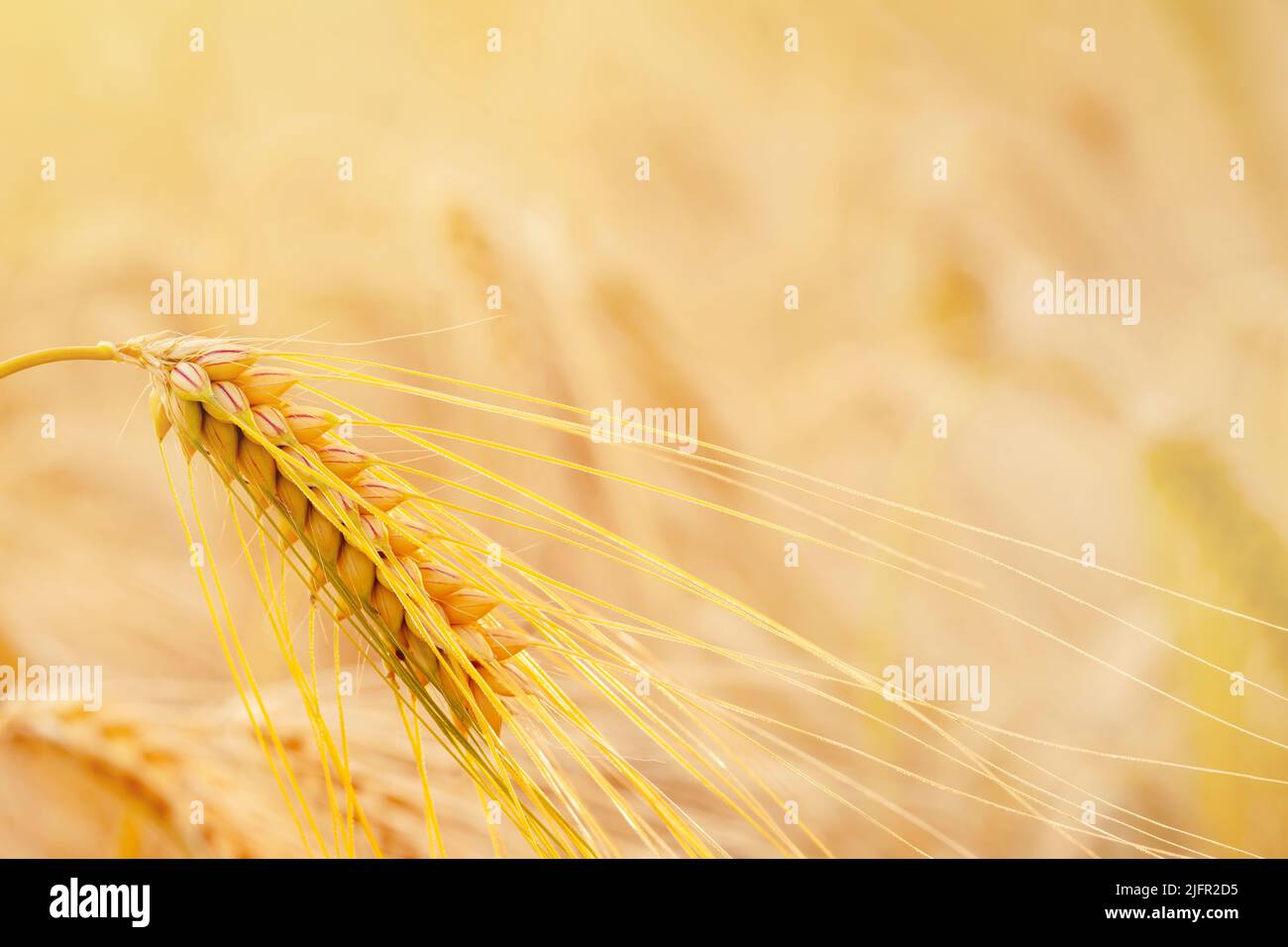 Nahaufnahme von Ähren aus Weizen auf dem Feld bei Sonnenuntergang Bauern sichern die Nahrungsversorgung und die Ernährung der Nation Stockfoto