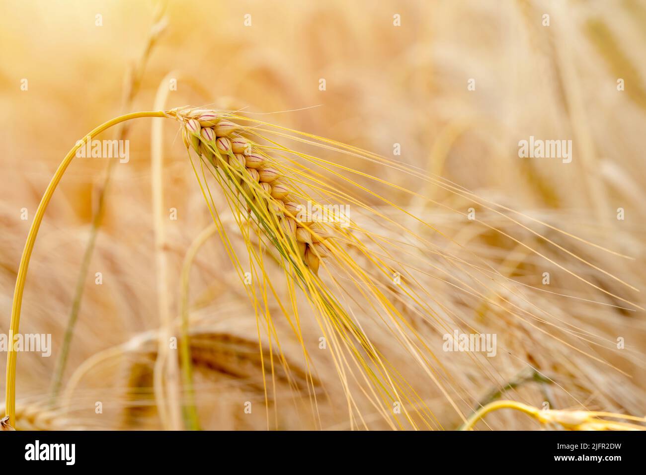 Nahaufnahme von Ähren aus Weizen auf dem Feld bei Sonnenuntergang Bauern sichern die Nahrungsversorgung und die Ernährung der Nation Stockfoto