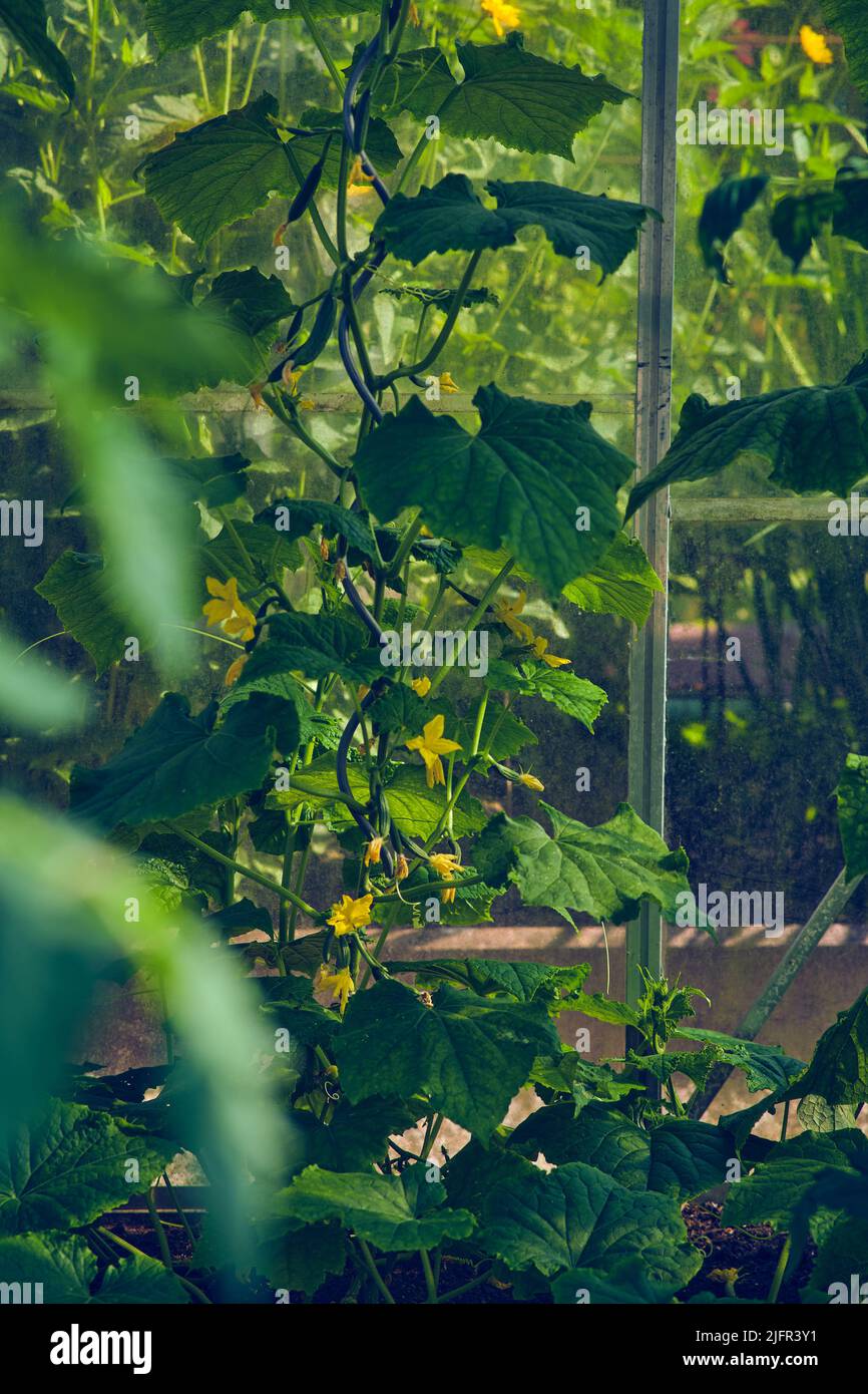 Gurkenpflanze, die im Gewächshaus wächst. Hochwertige Fotos Stockfoto