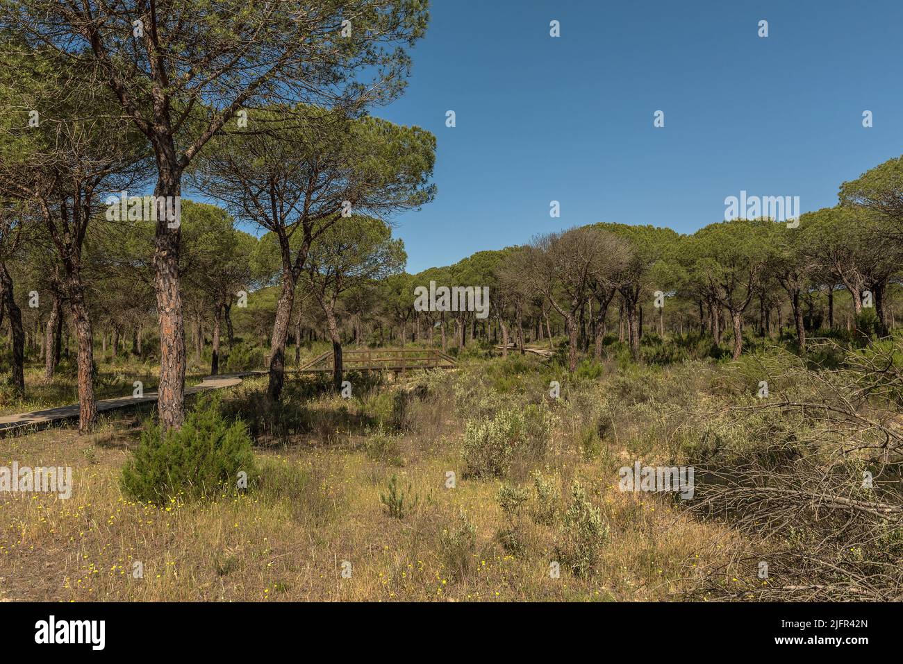Landschaft des Donana Nationalparks in Andalusien, Spanien Stockfoto