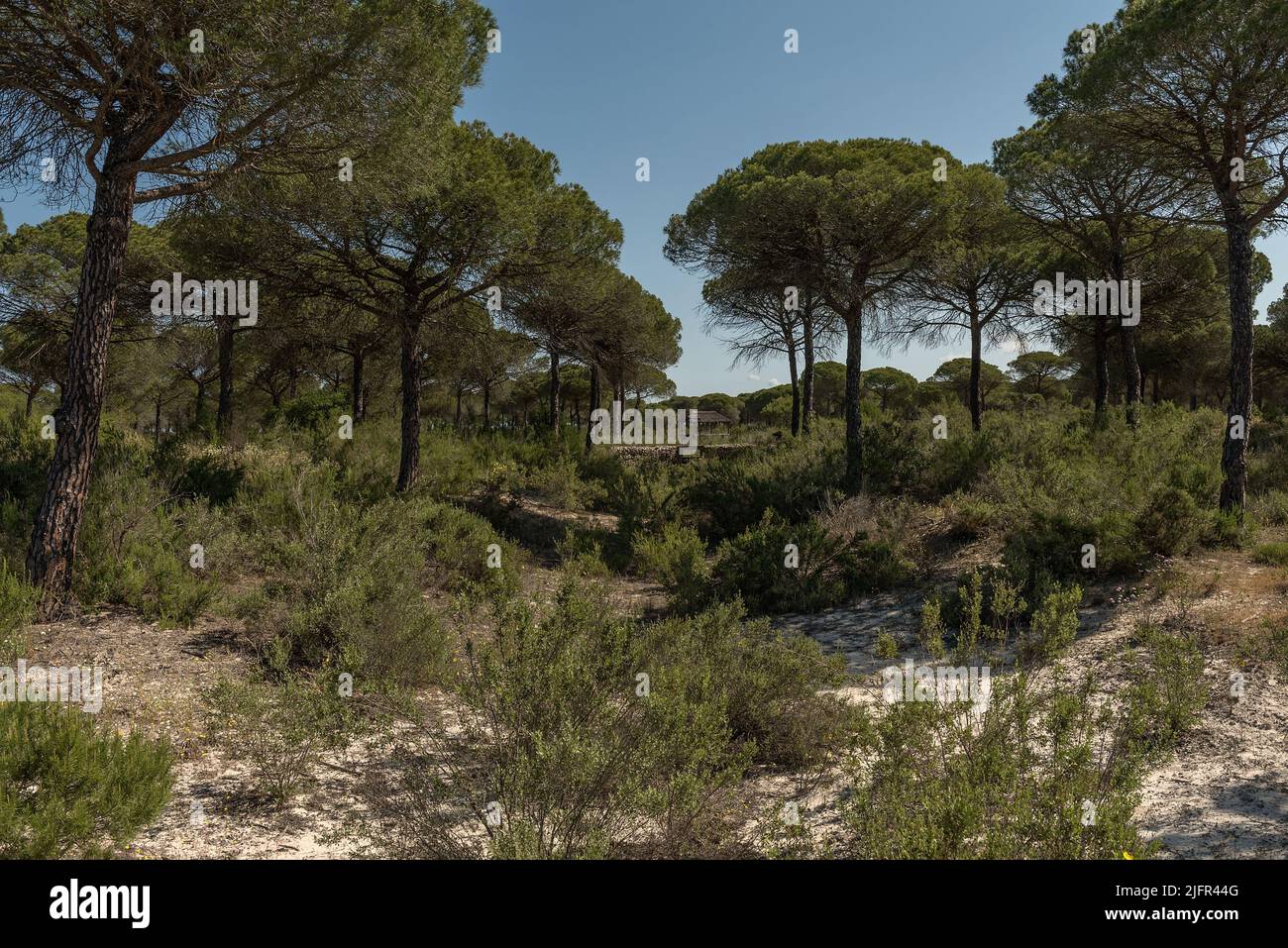 Landschaft des Donana Nationalparks in Andalusien, Spanien Stockfoto
